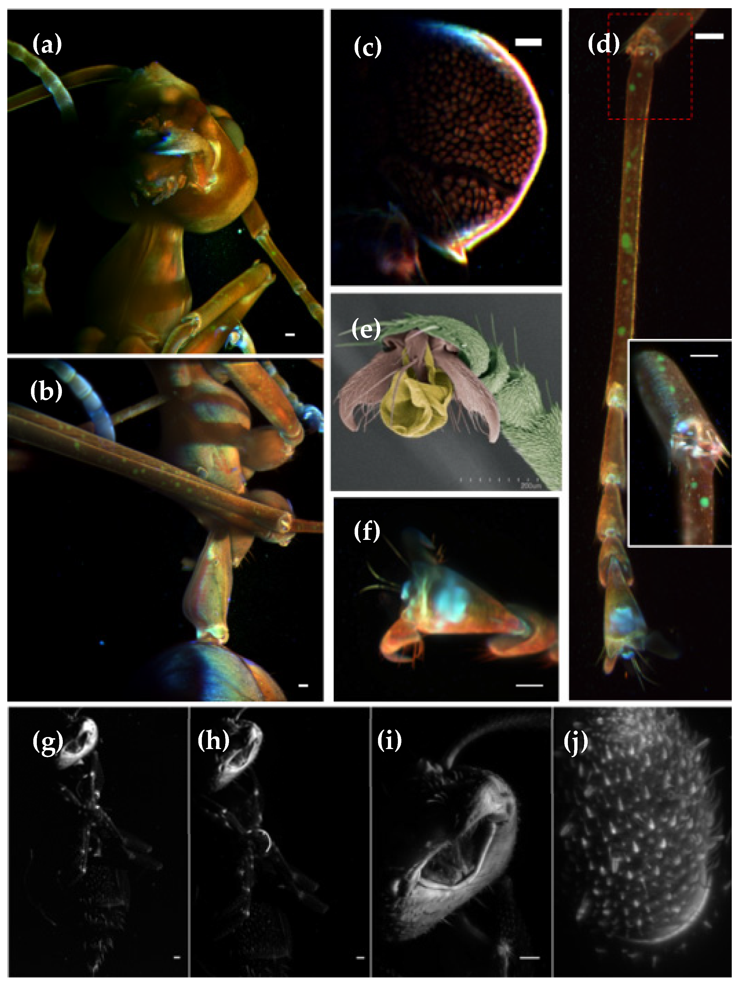 Photonics 09 00208 g005