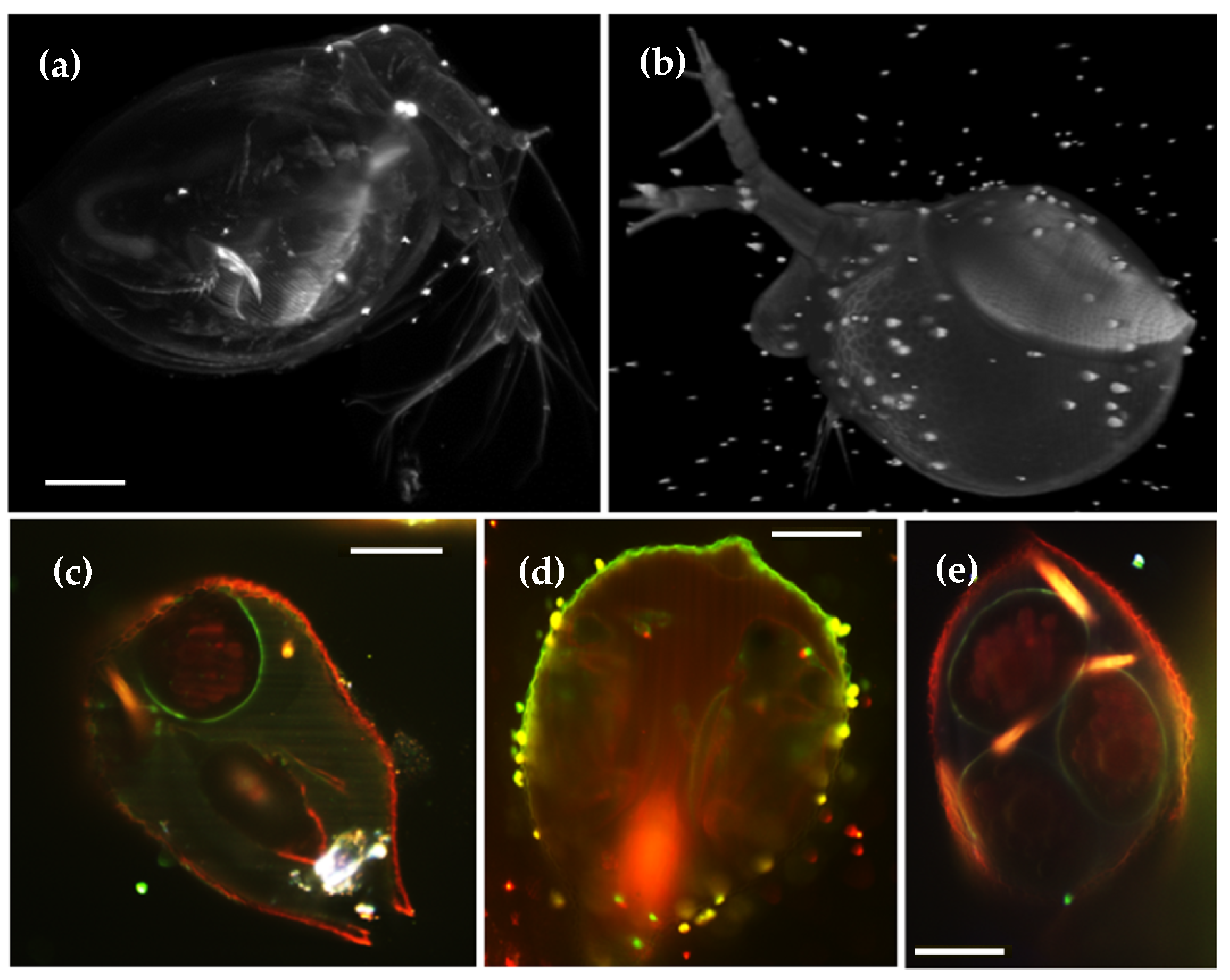 Photonics 09 00208 g006