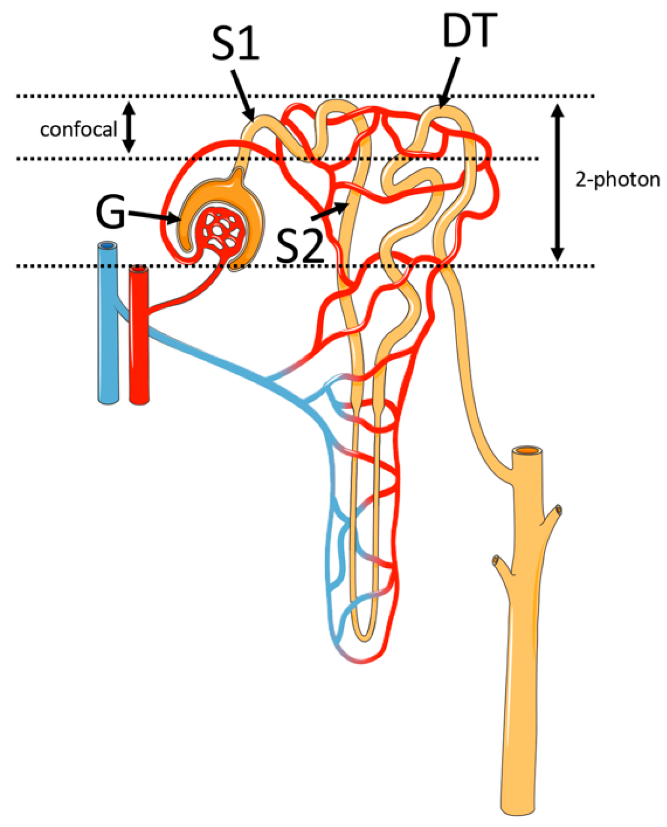 Photonics 09 00294 g002