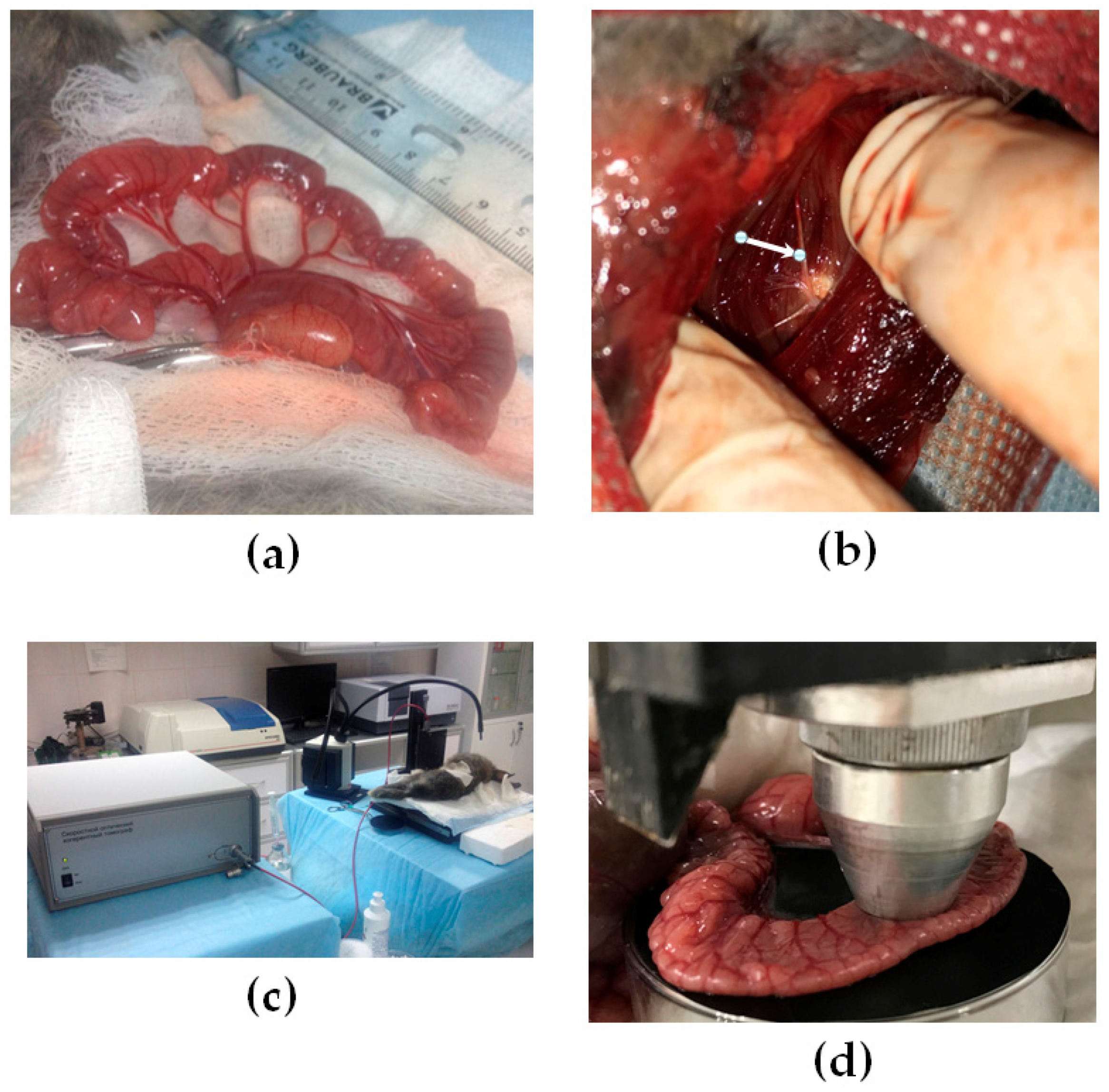 Photonics 09 00304 g001