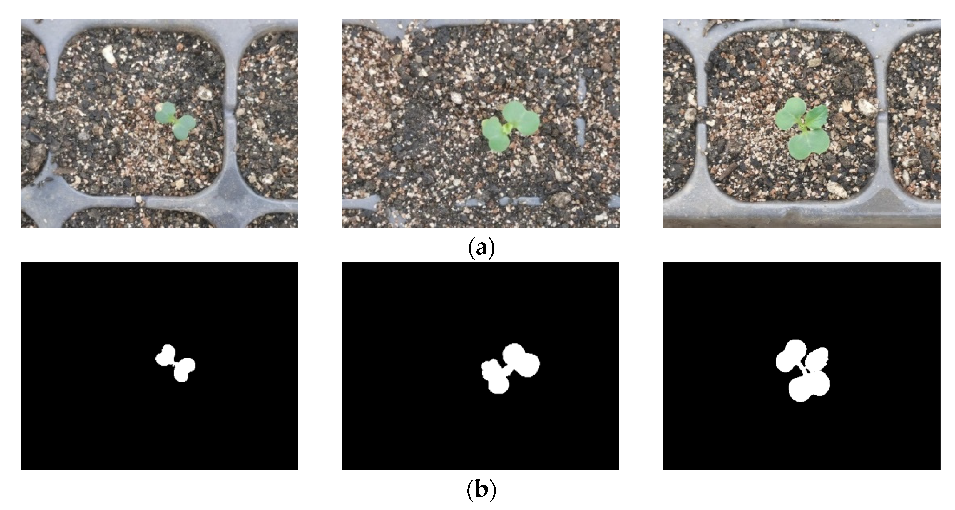 IV. The Role of Water in Germination