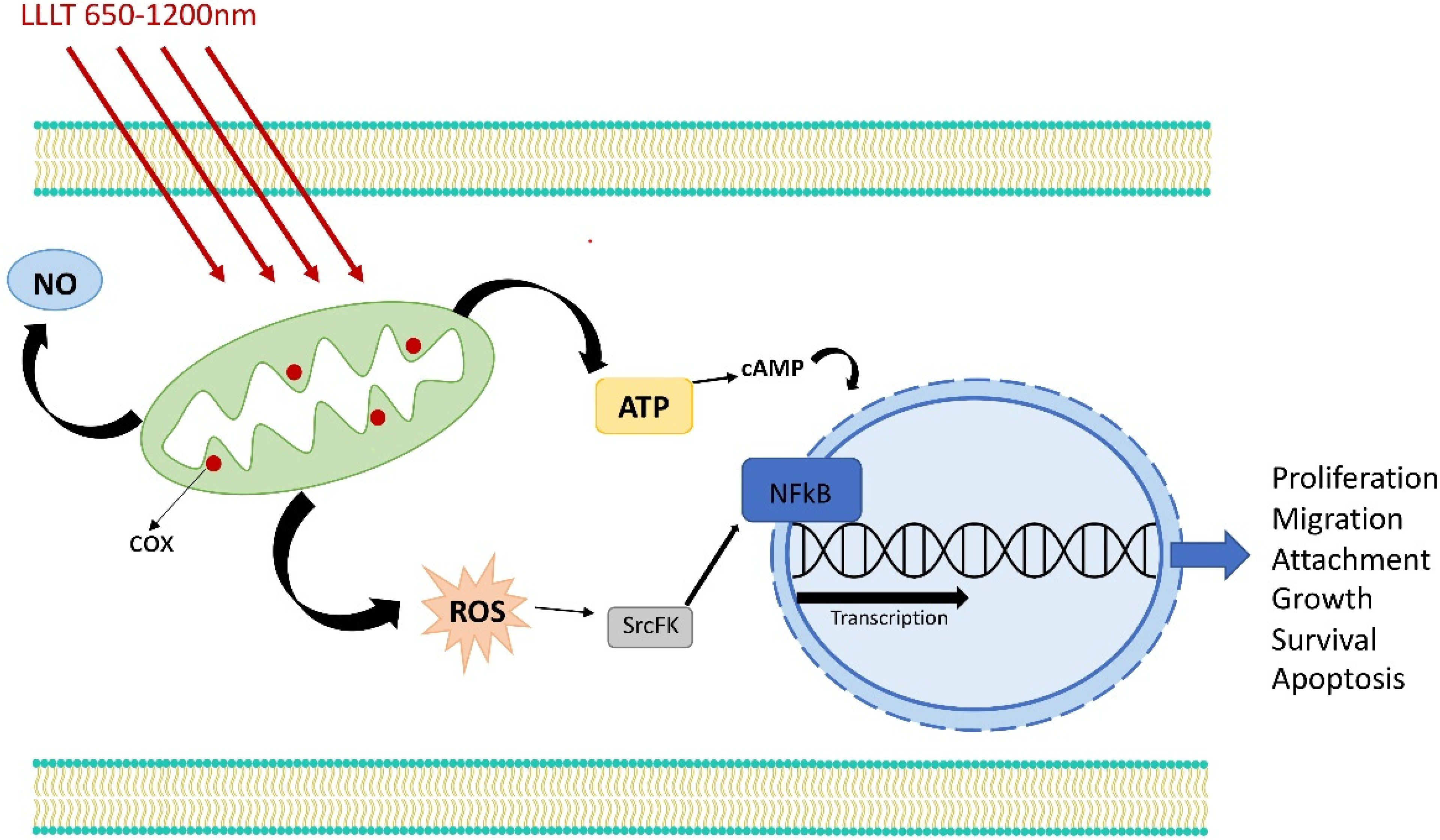 Photonics 09 00502 g002 550