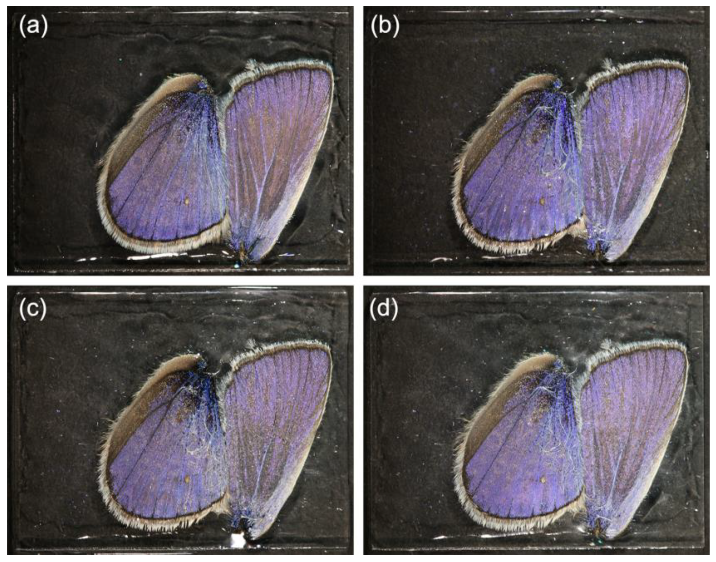 Photonics 09 00553 g001 550