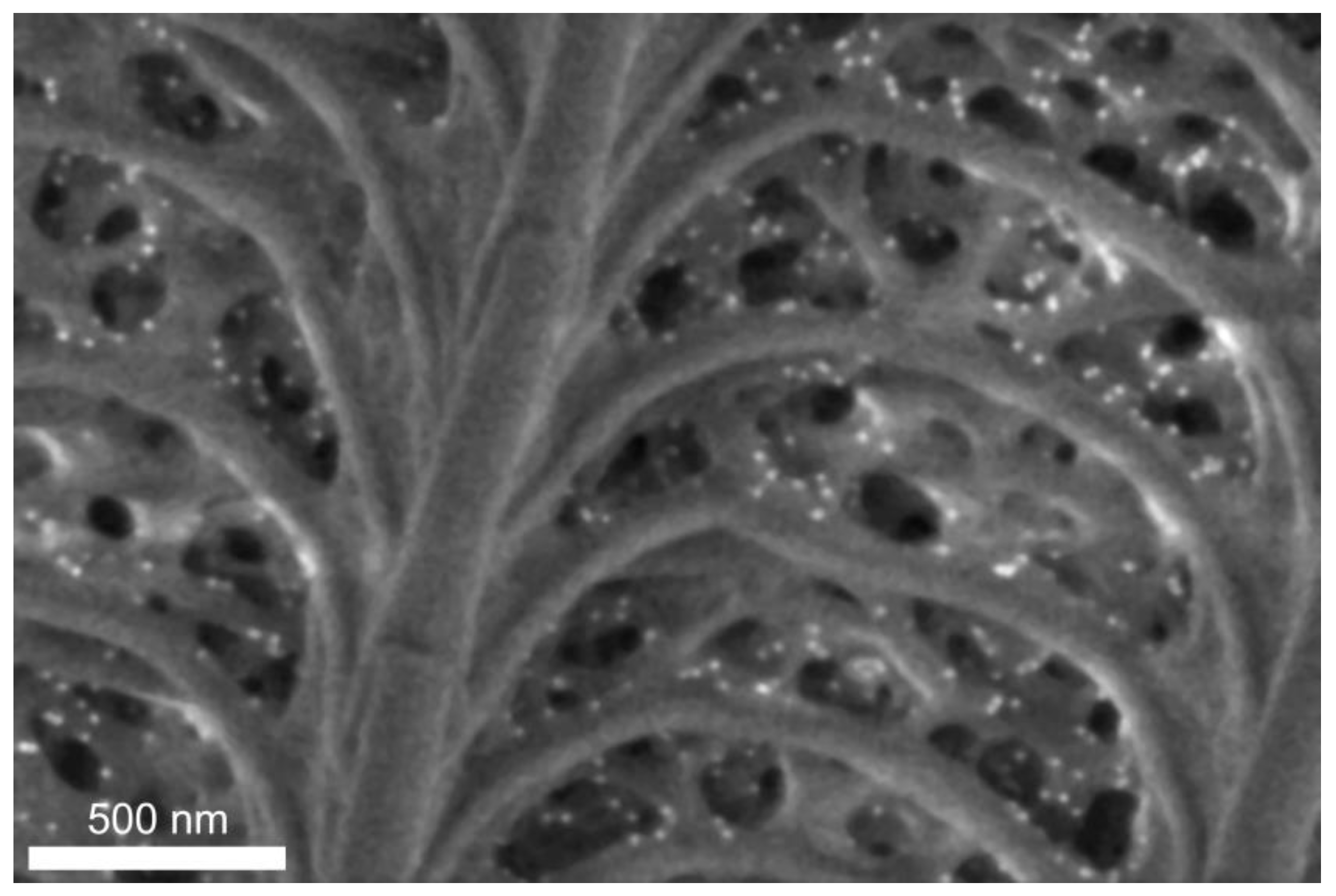 Photonics 09 00553 g005 550