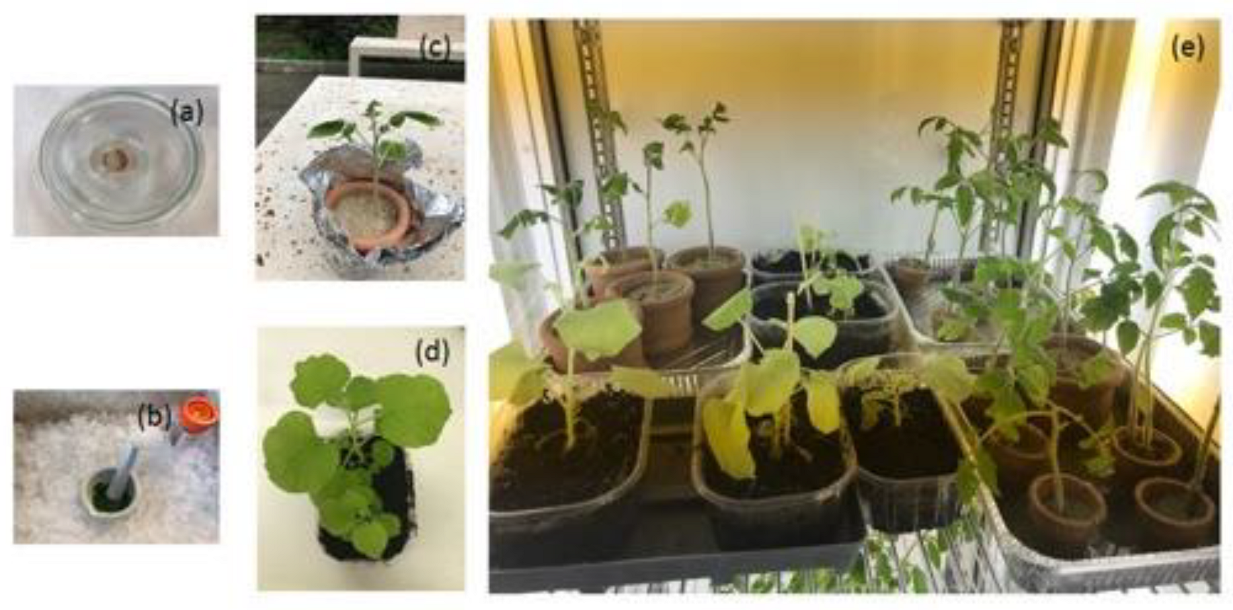 Photonics 09 00627 g001