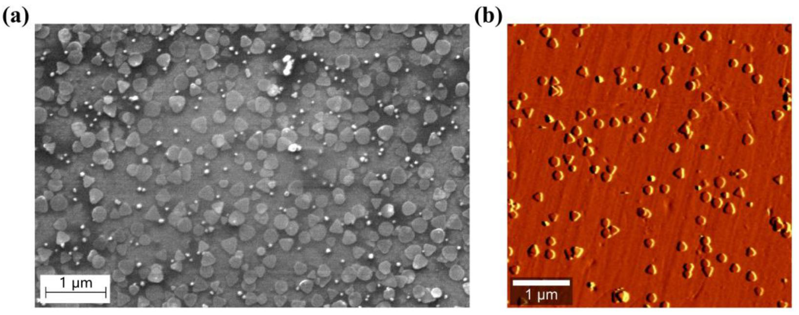 Ｙ 61TuqwV+0pL._UF894,1000_QL80_.jpg