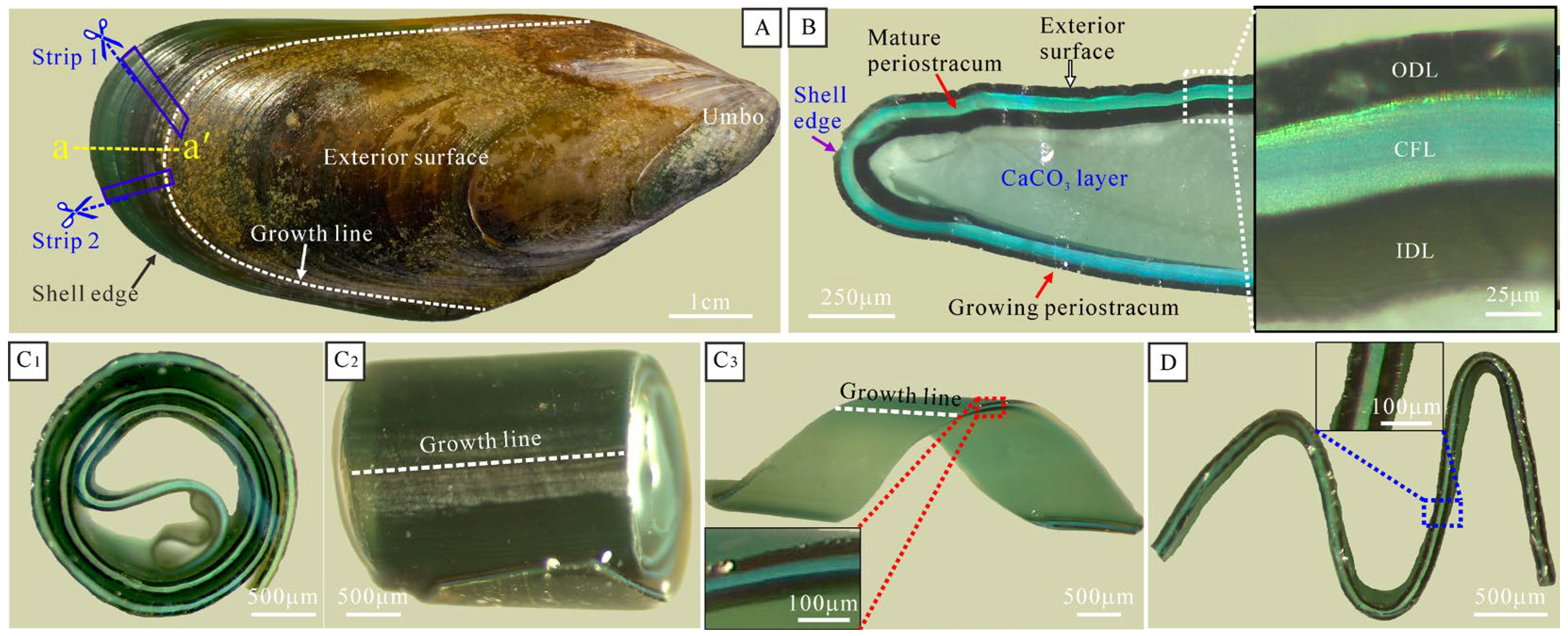 Photonics 10 00245 g001 Photonics 10 00245 g001