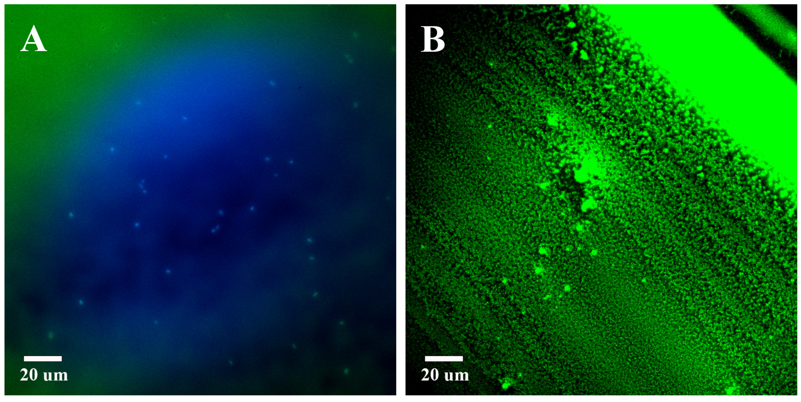 Photonics 10 00262 g008 Photonics 10 00262 g008
