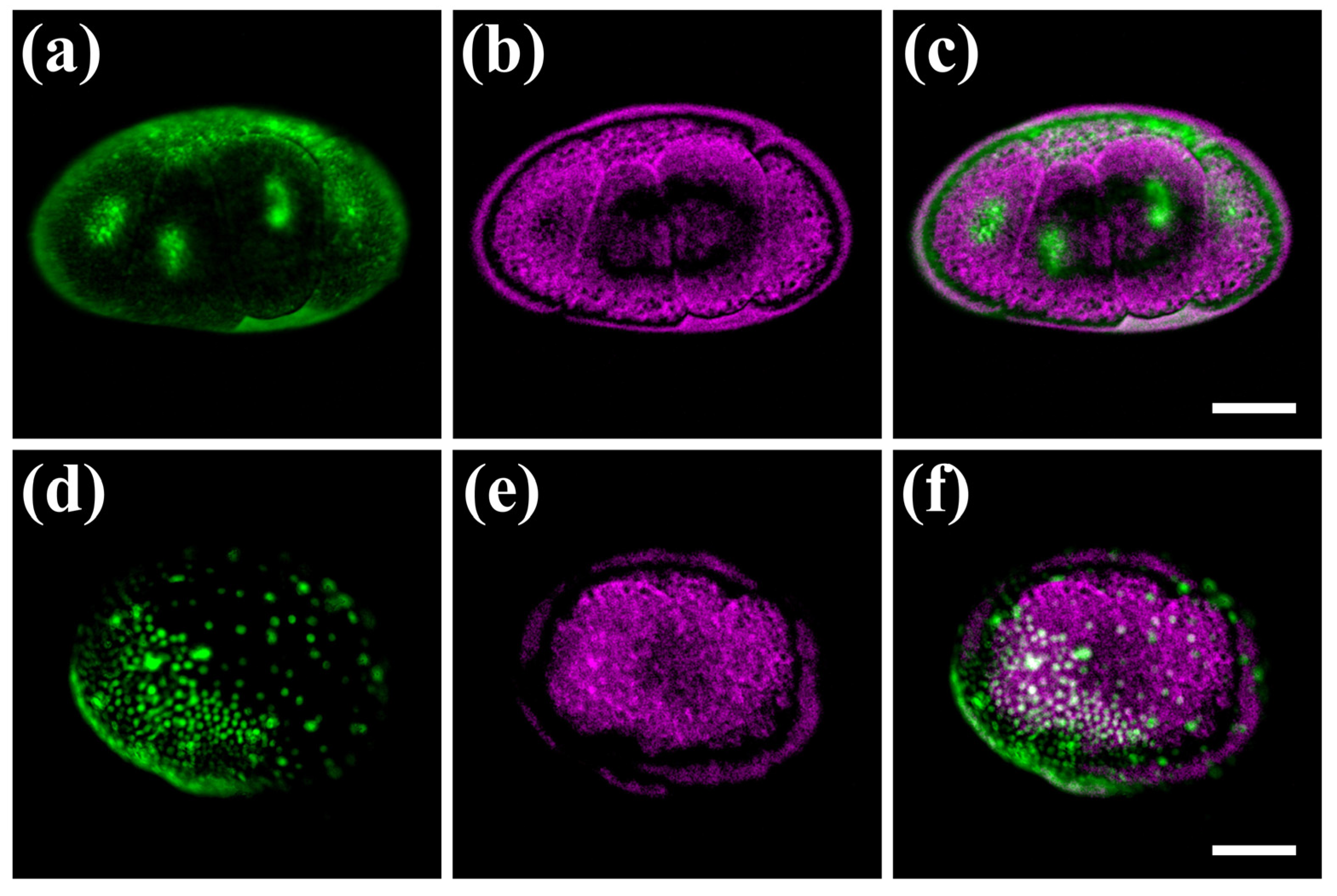 Photonics 10 00264 g004