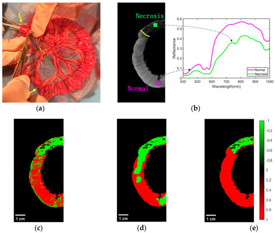 Hyperspectral Imaging Combined with Deep Learning to Detect