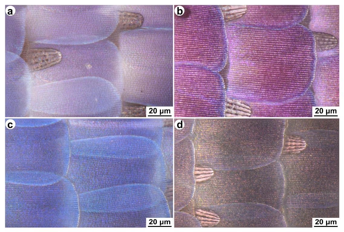 Photonics 10 01275 g009