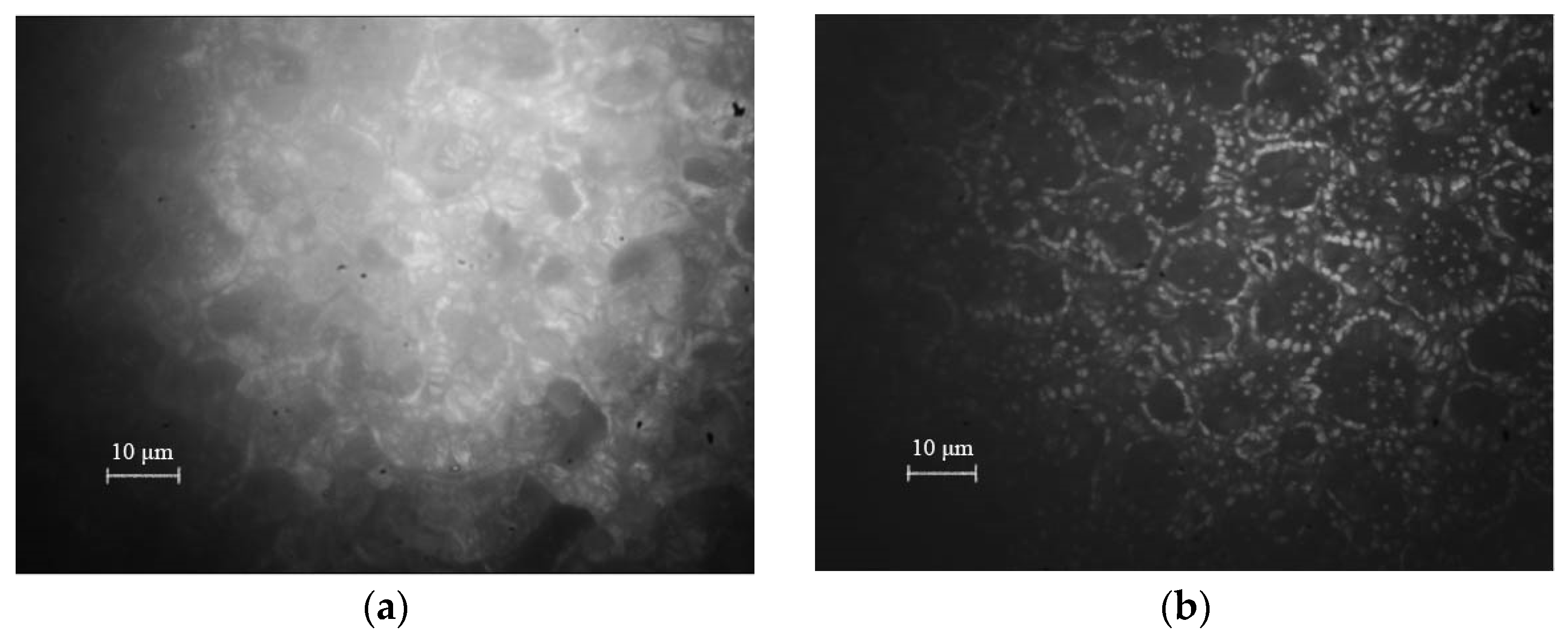 Photonics 11 00026 g007