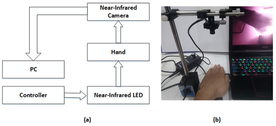 Dual-Stream Enhanced Deep Network for Transmission Near-Infrared