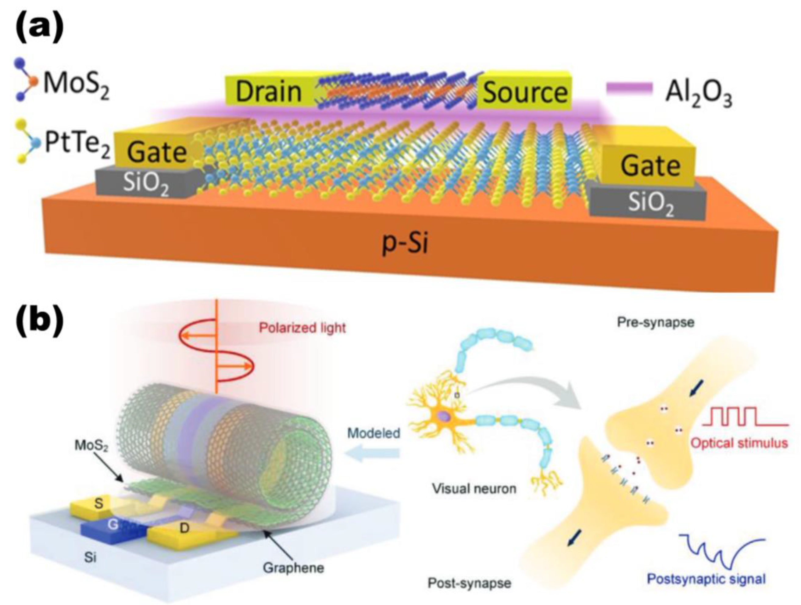 Photonics 11 01138 g003