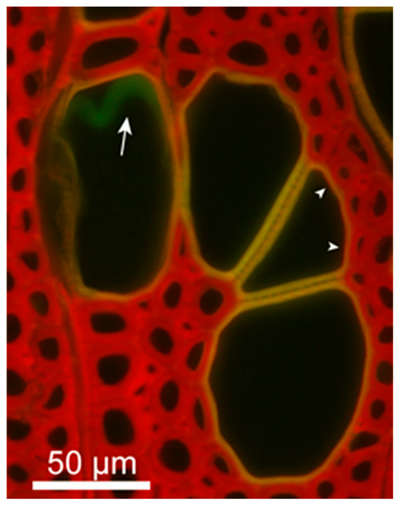 Photonics 11 01207 g001