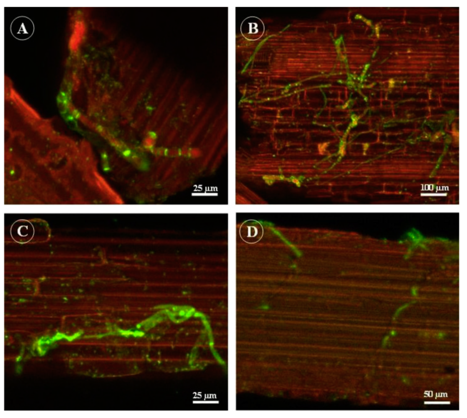 Photonics 11 01207 g002