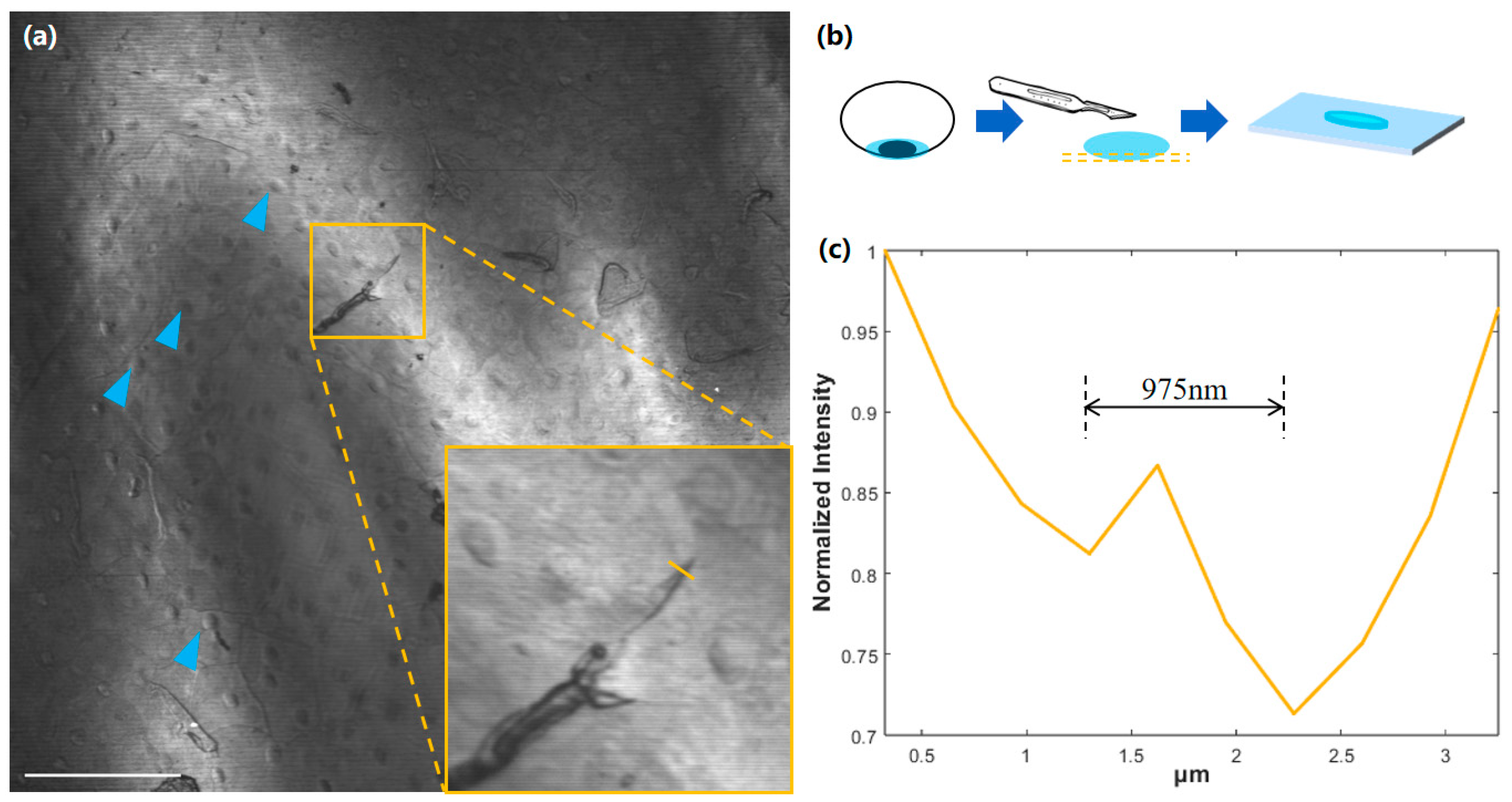 Photonics 12 00022 g010 Photonics 12 00022 g010