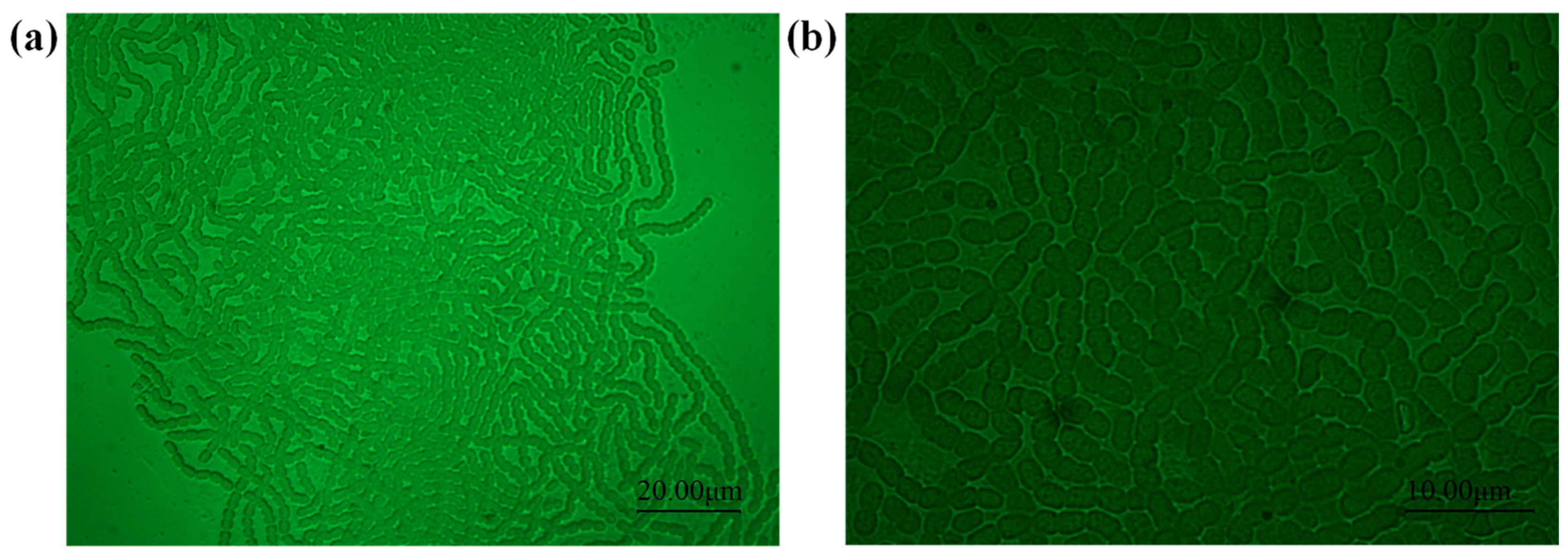 Photonics 12 00142 g001