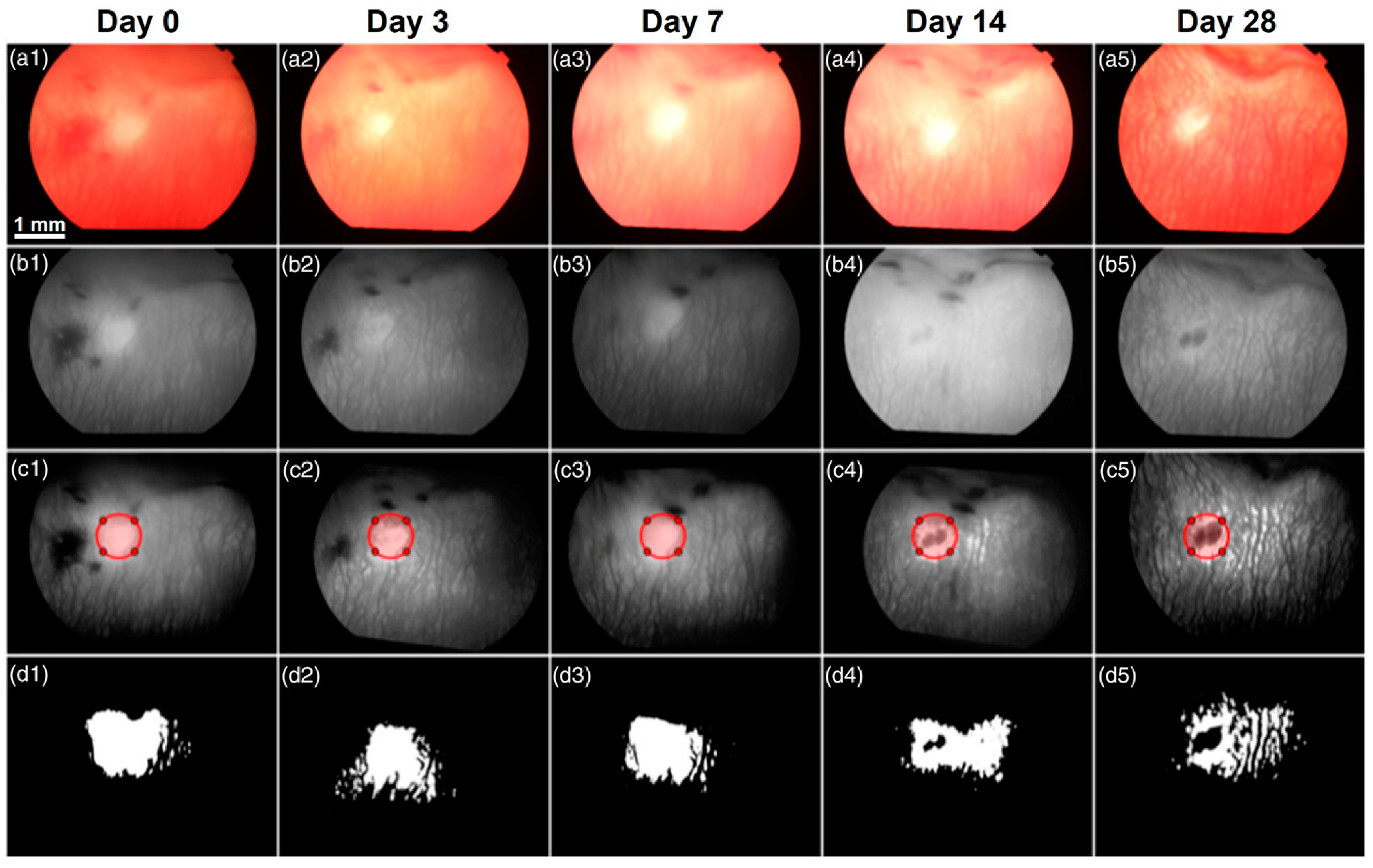 Photonics 12 00156 g005
