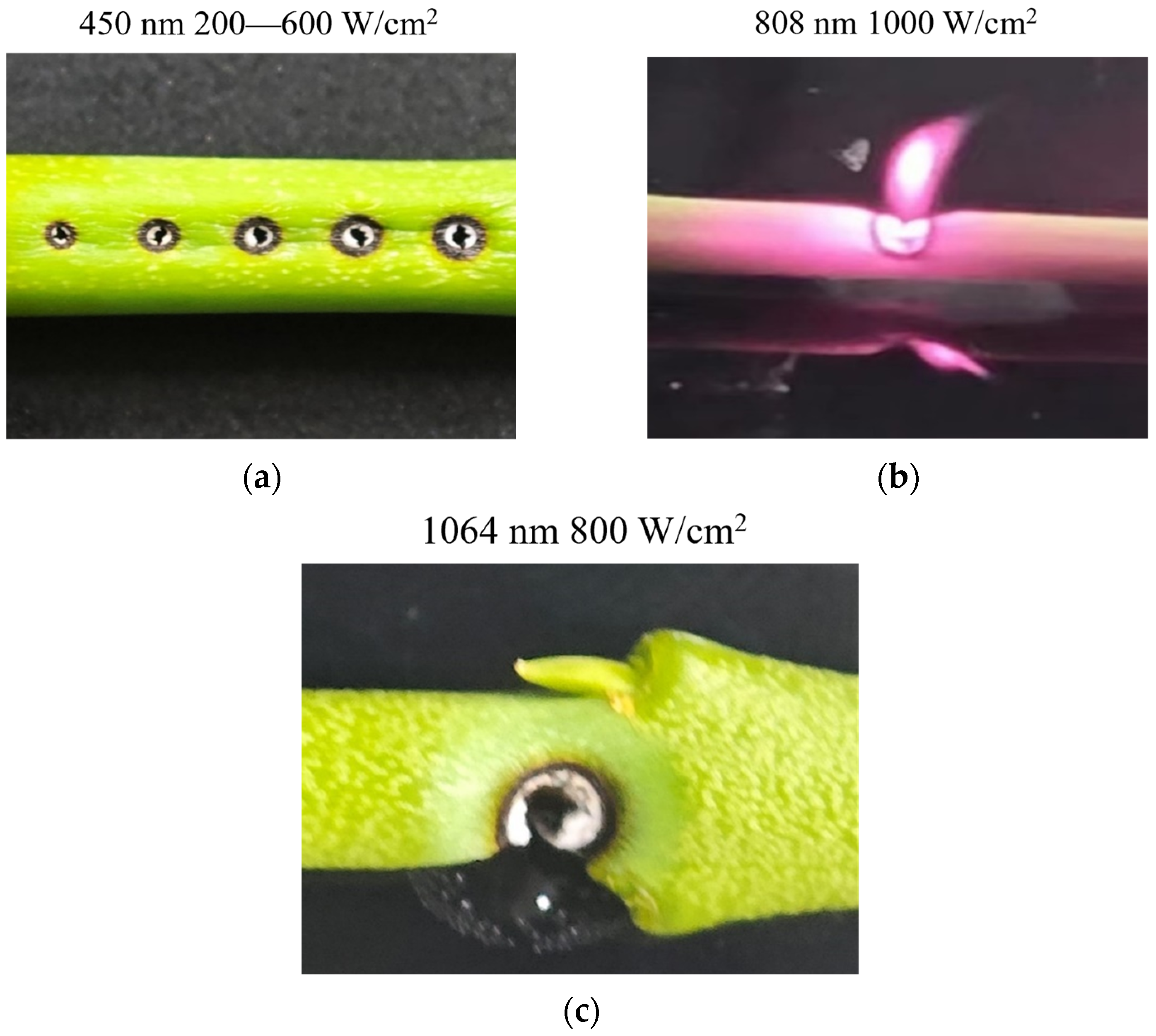 Photonics 12 00300 g003