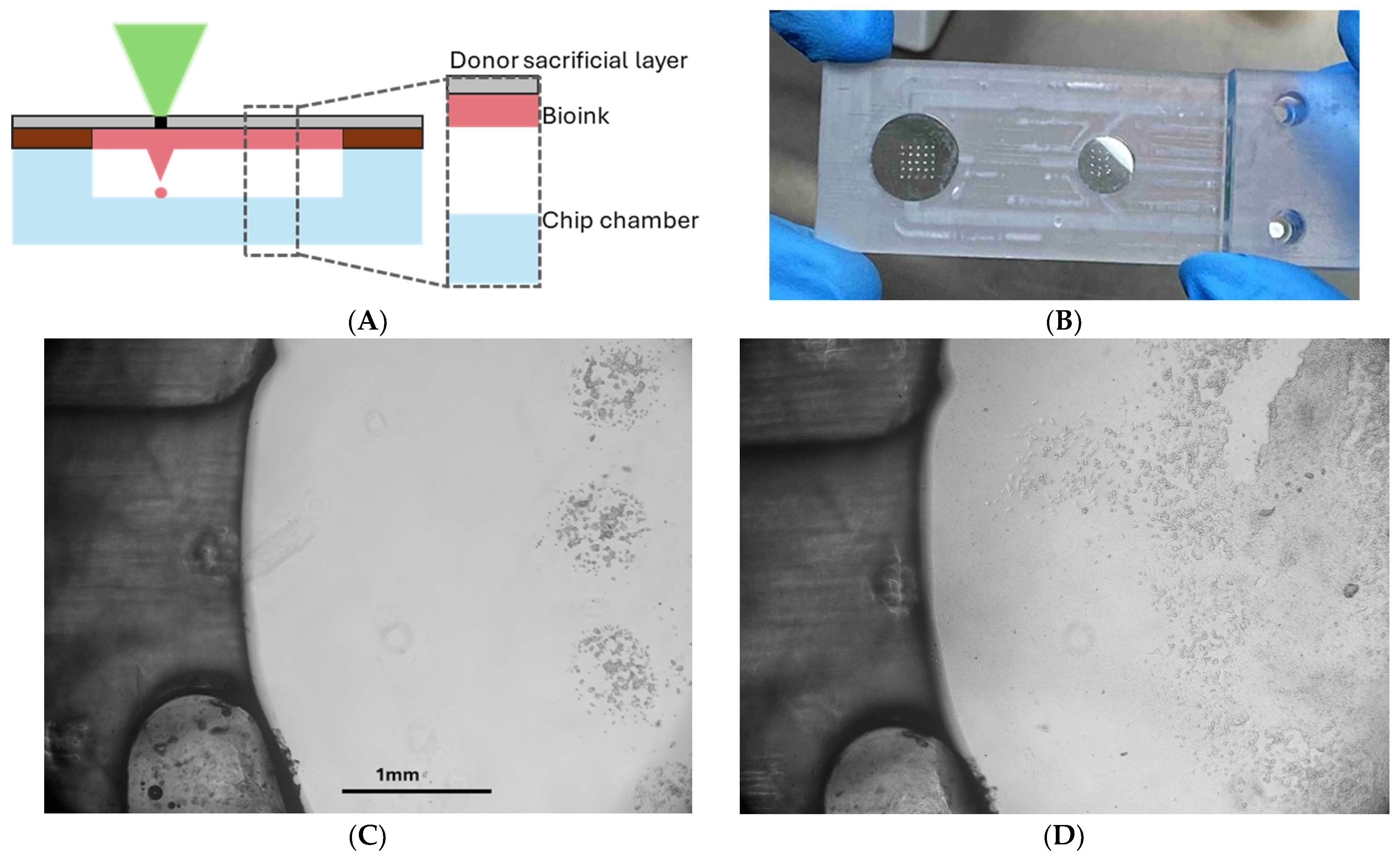 Photonics 12 00877 g009