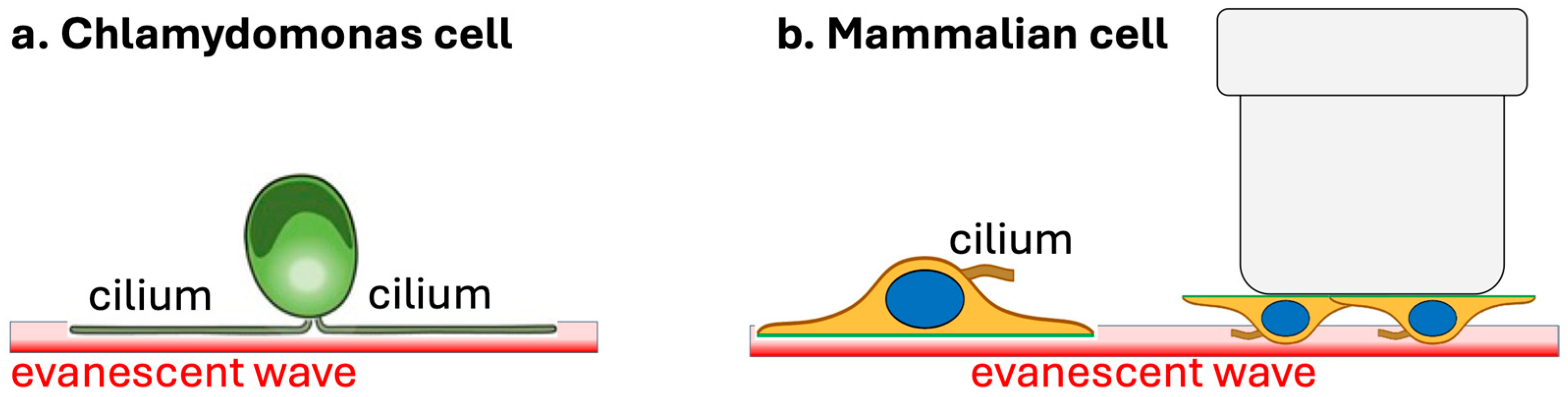 Photonics 12 00994 g001
