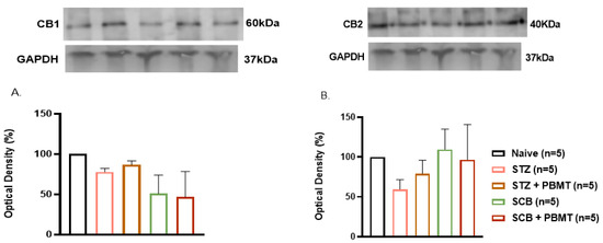 CB1 and CB2 Receptor Expression in Type 1 Diabetic Neuropathic Rats Is ...