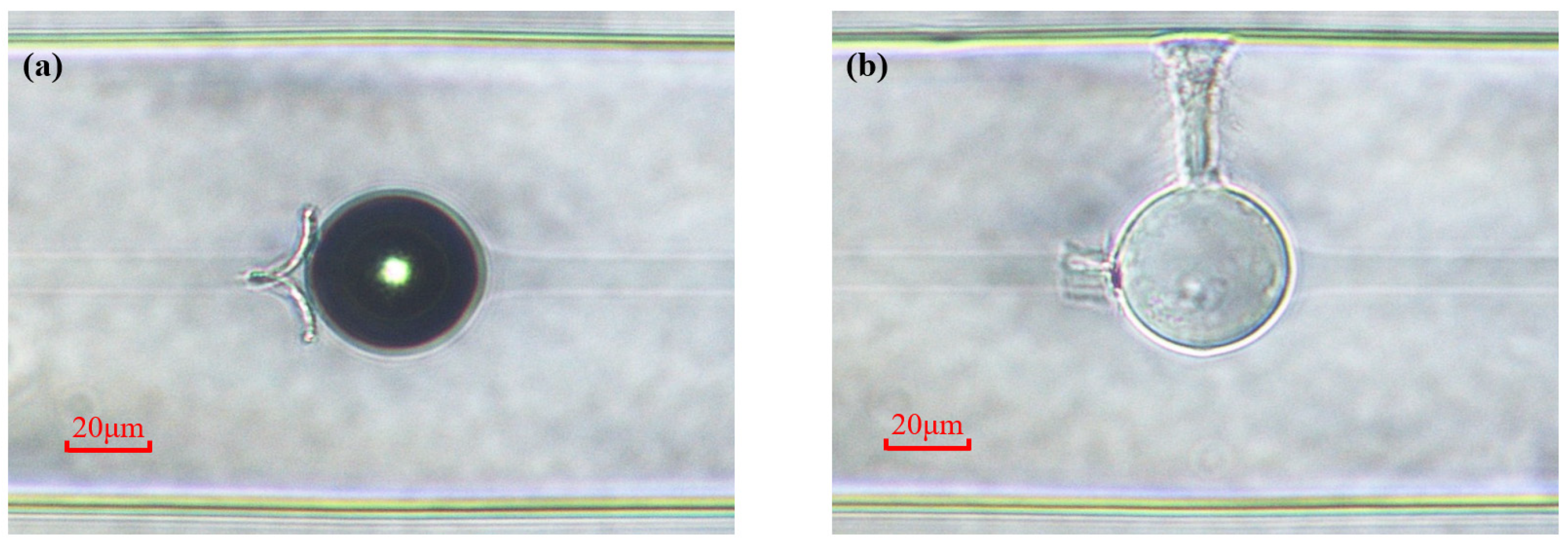 Photonics 13 00008 g003
