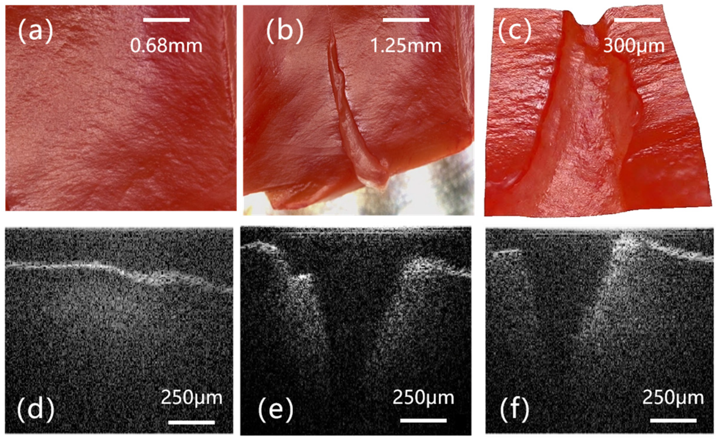 Photonics 13 00260 g005