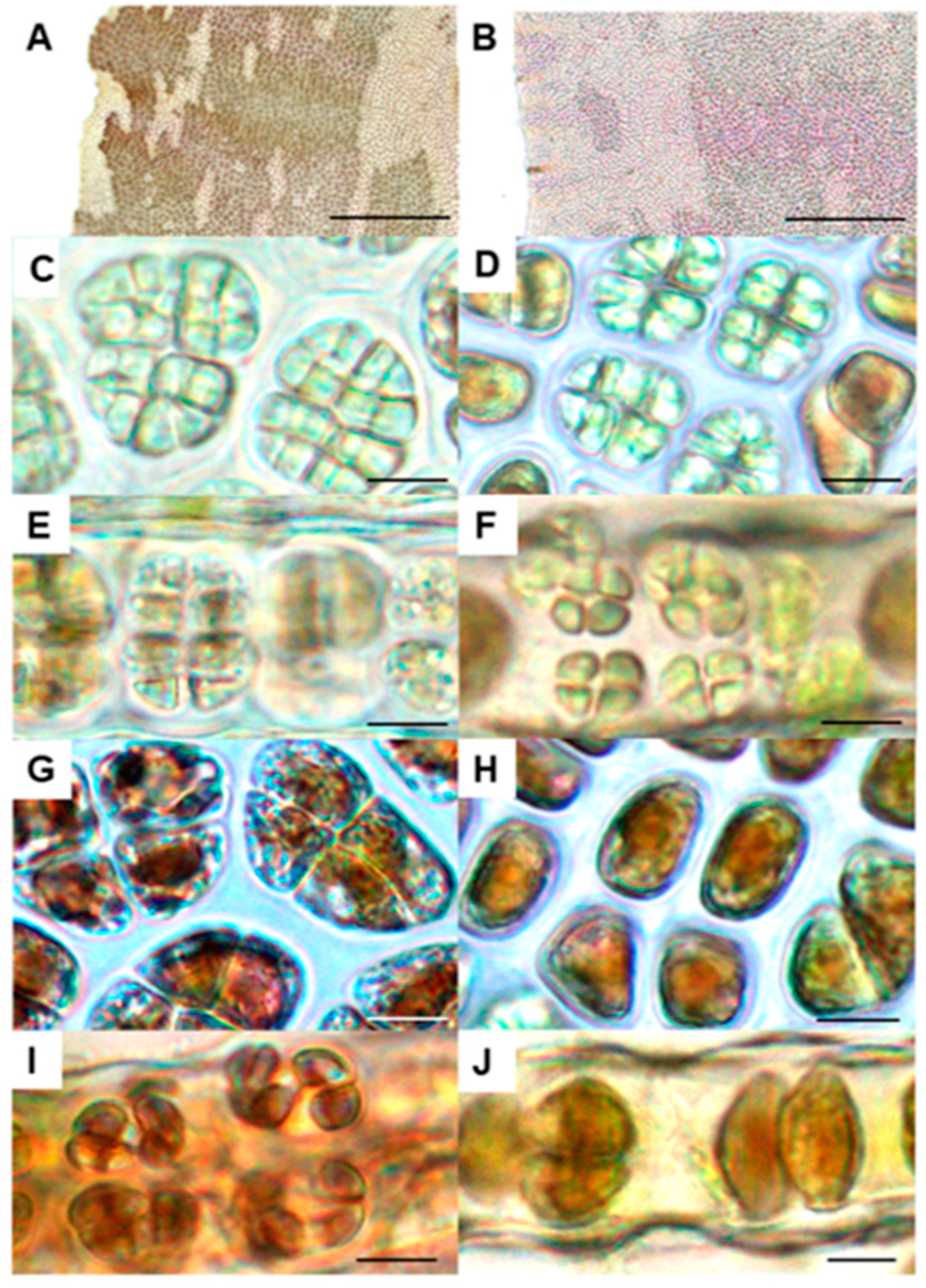 Phycology 01 00002 g003