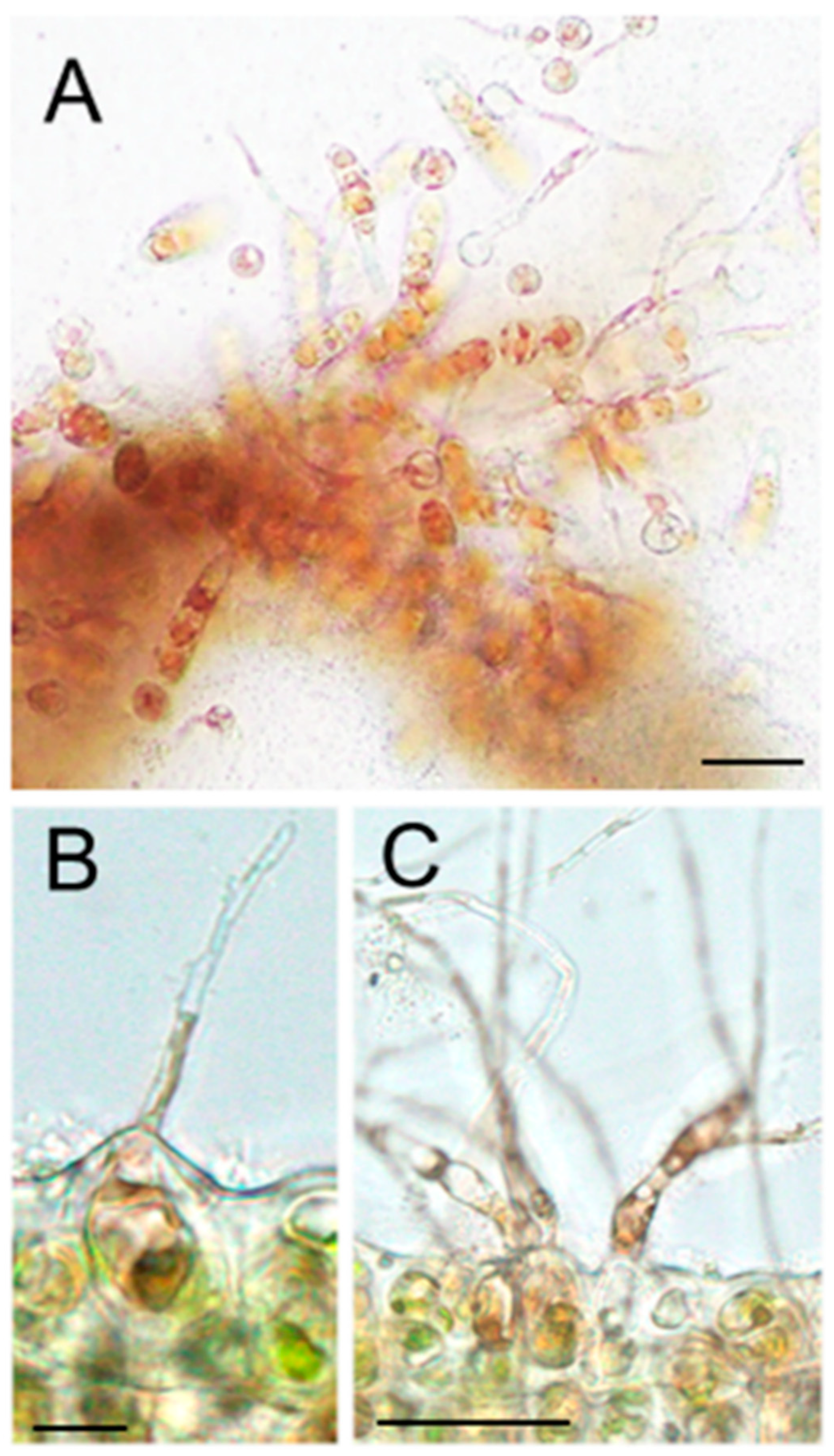 Phycology 01 00002 g004