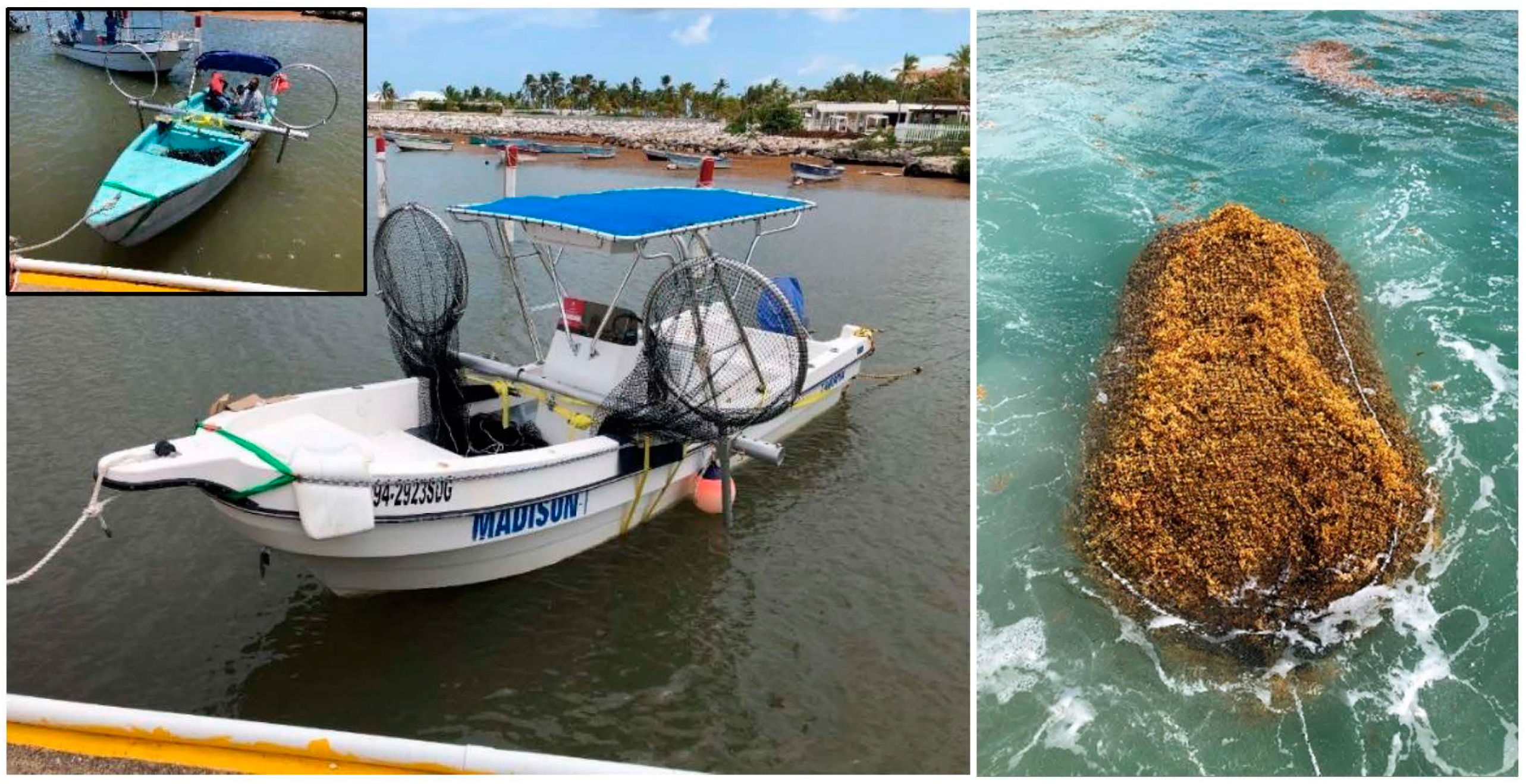 Phycology 01 00004 g002 Phycology 01 00004 g002