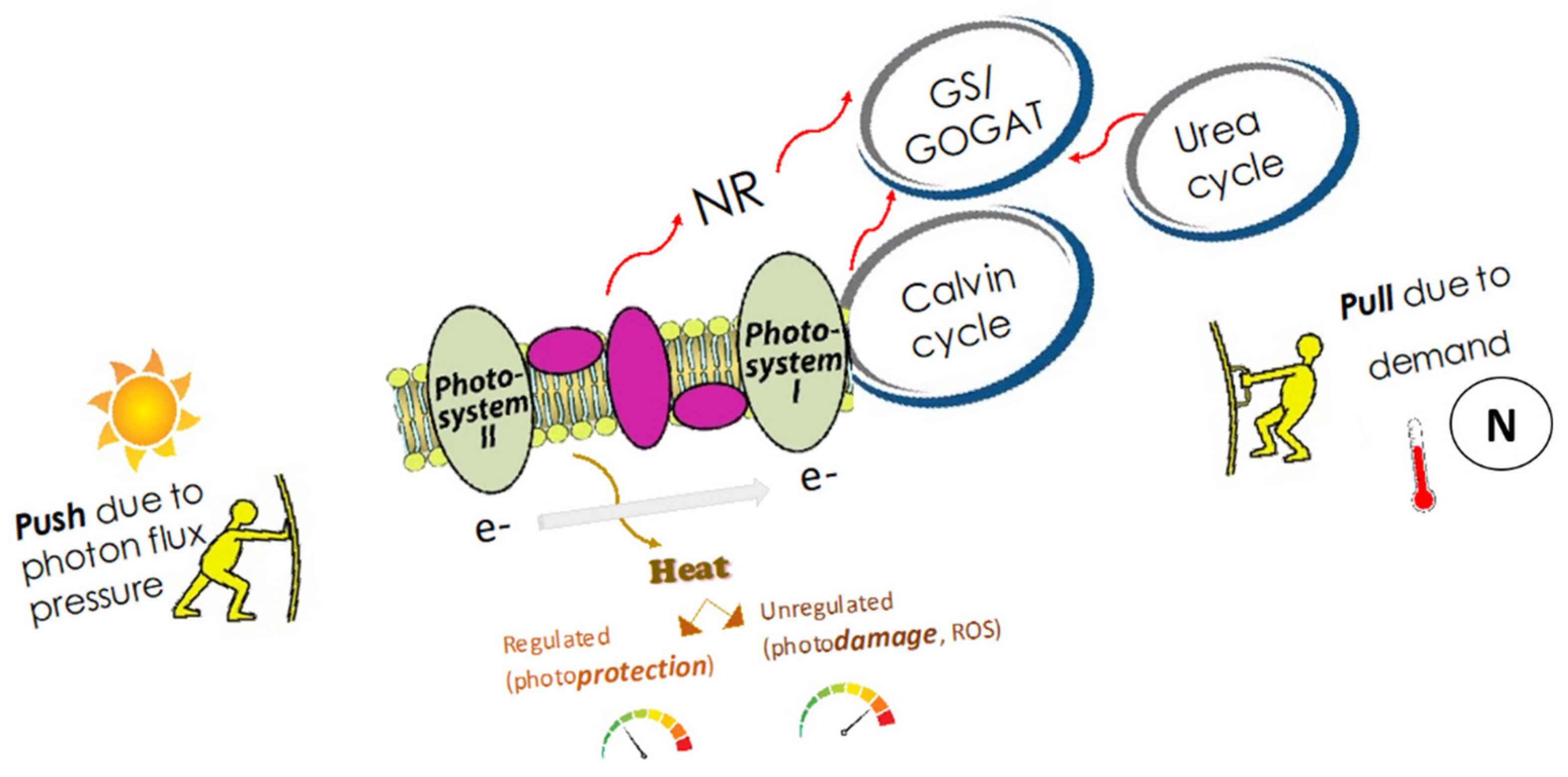 Phycology 02 00002 g008