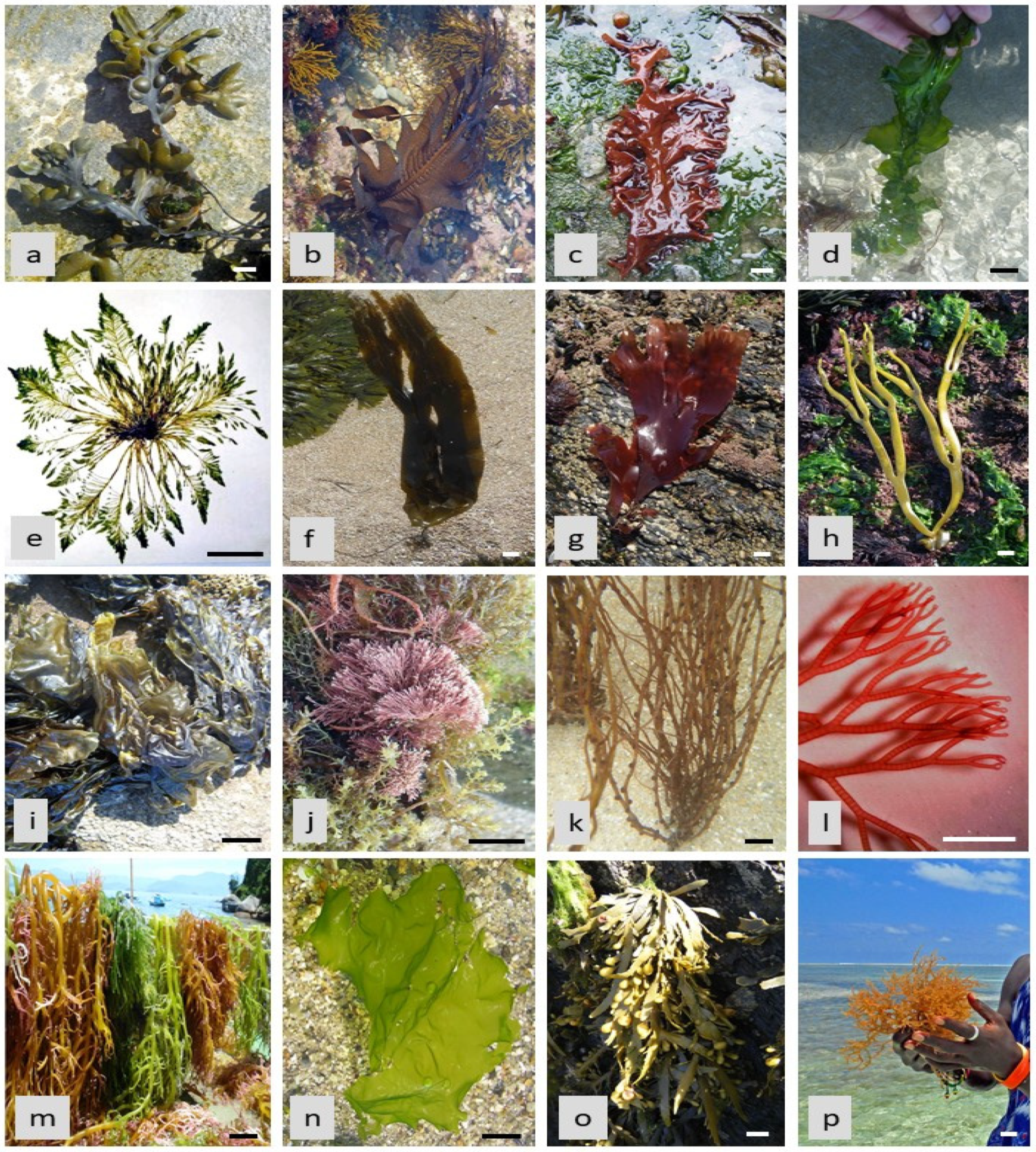 Phycology 02 00010 g001