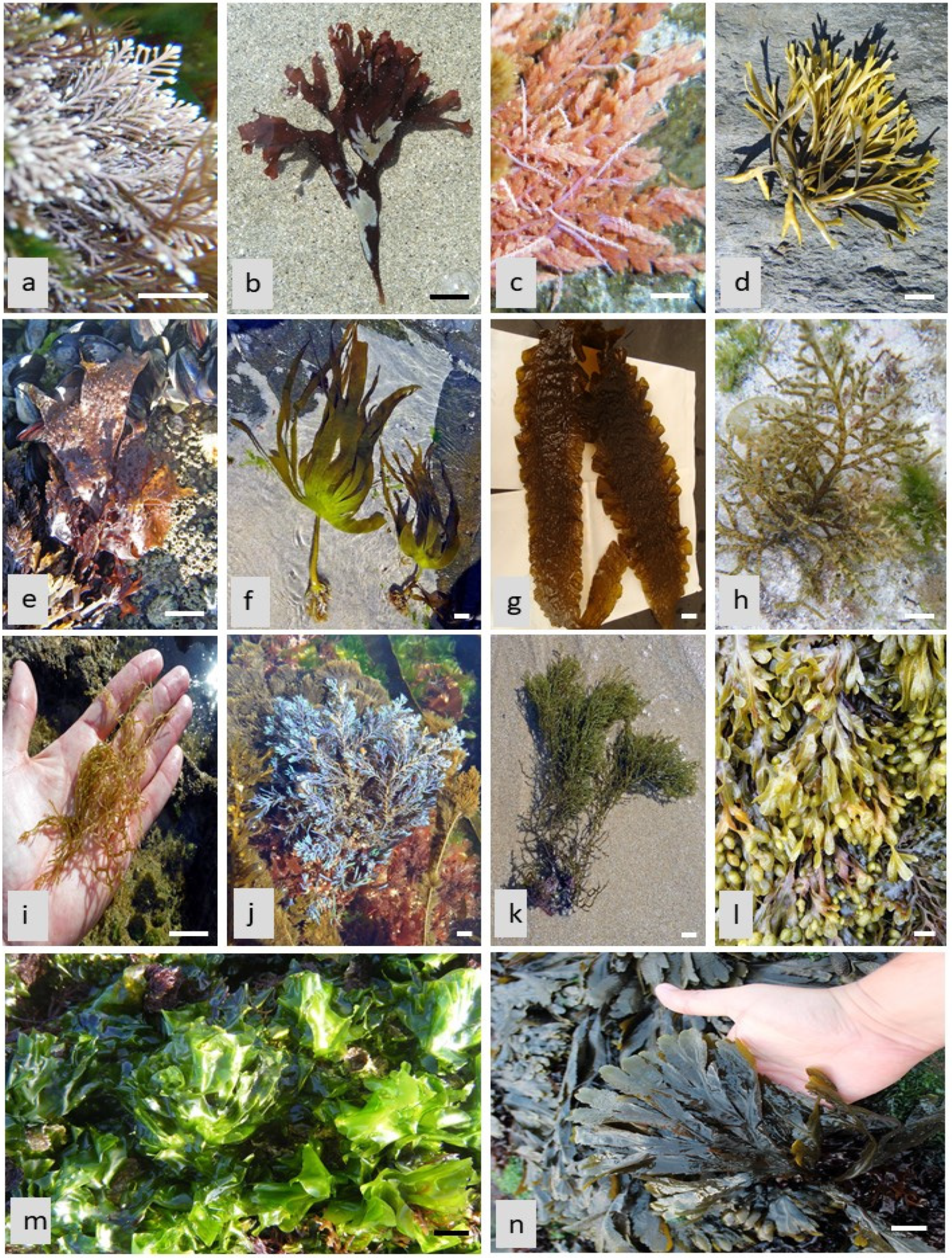 Phycology 02 00010 g003