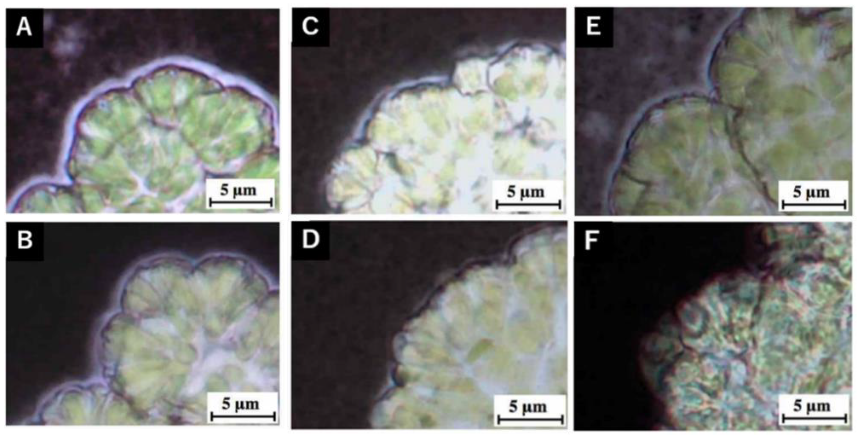 Phycology 02 00020 g004 Phycology 02 00020 g004
