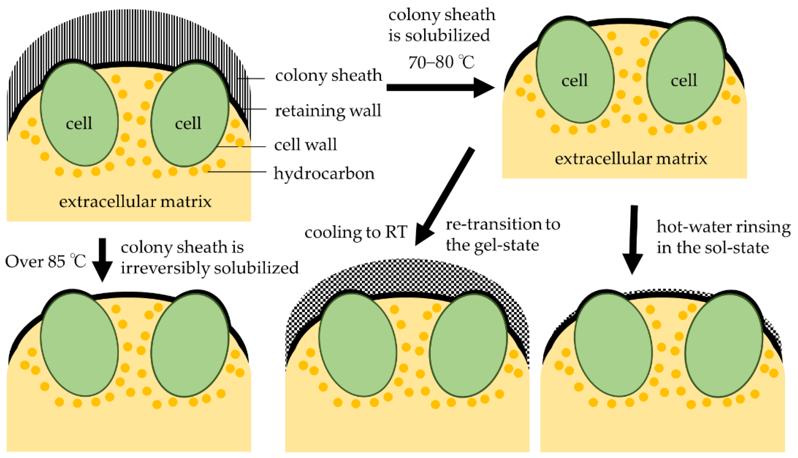 Phycology 02 00020 g005 Phycology 02 00020 g005