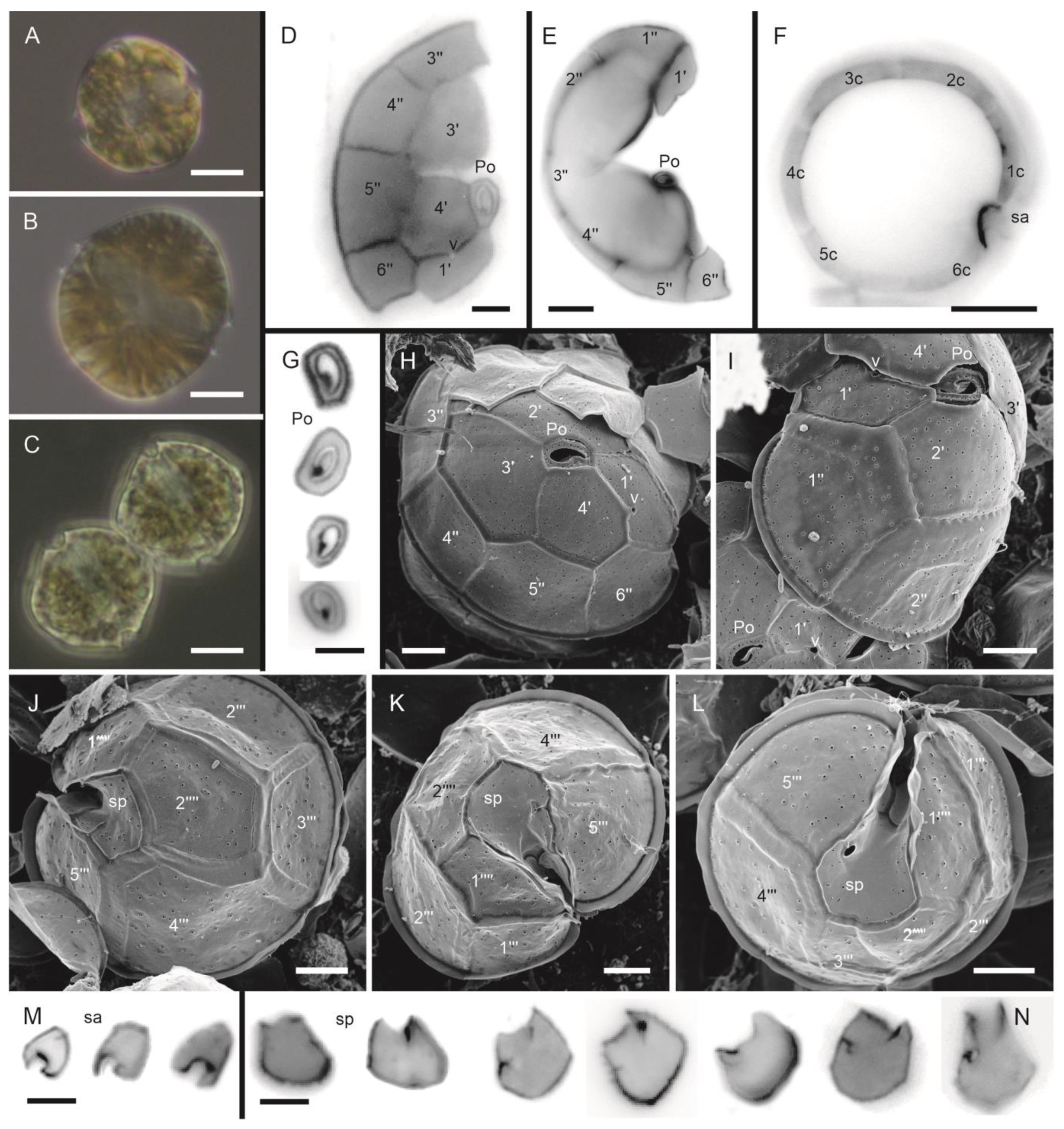Phycology 03 00006 g002