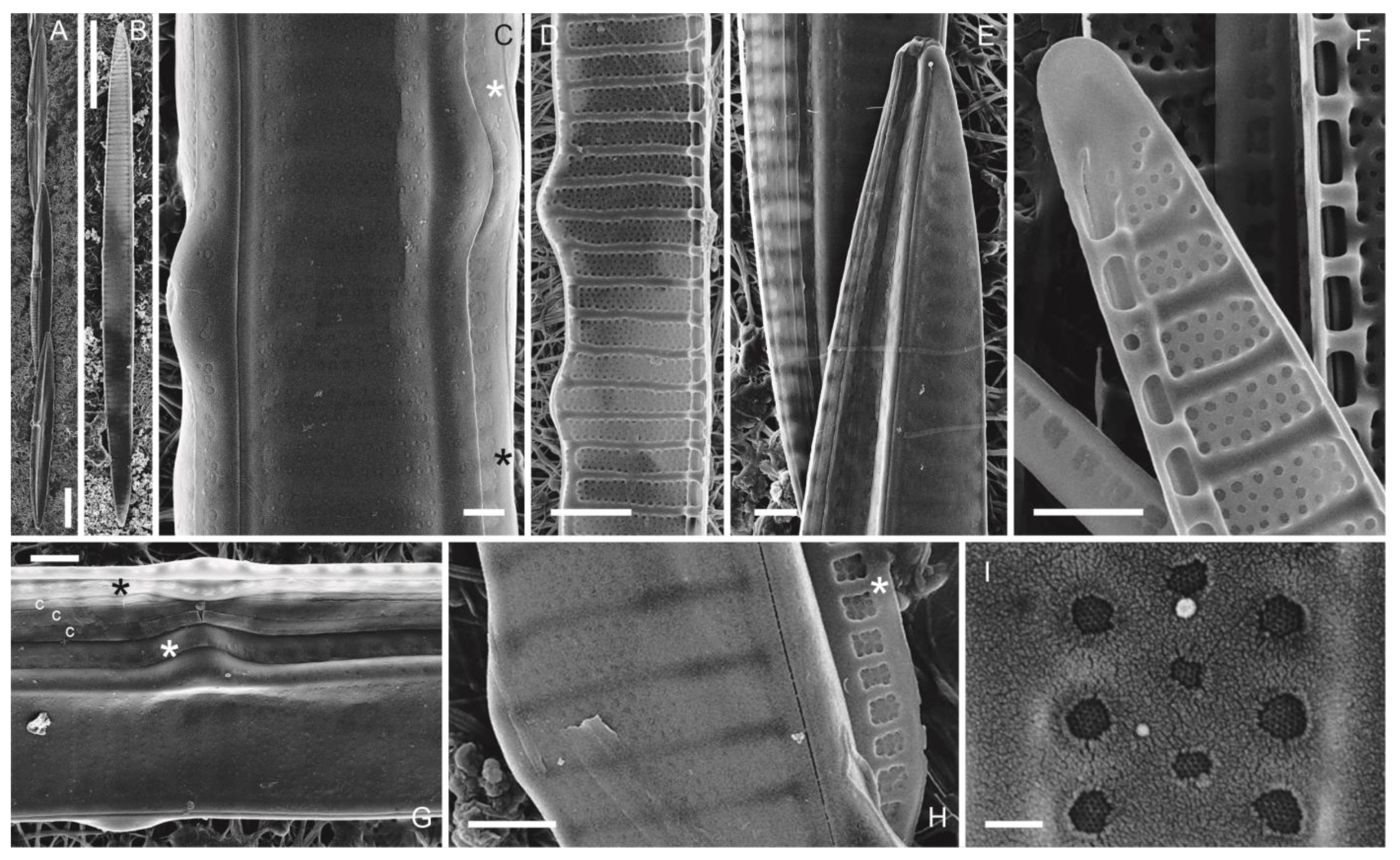 Phycology 03 00006 g004