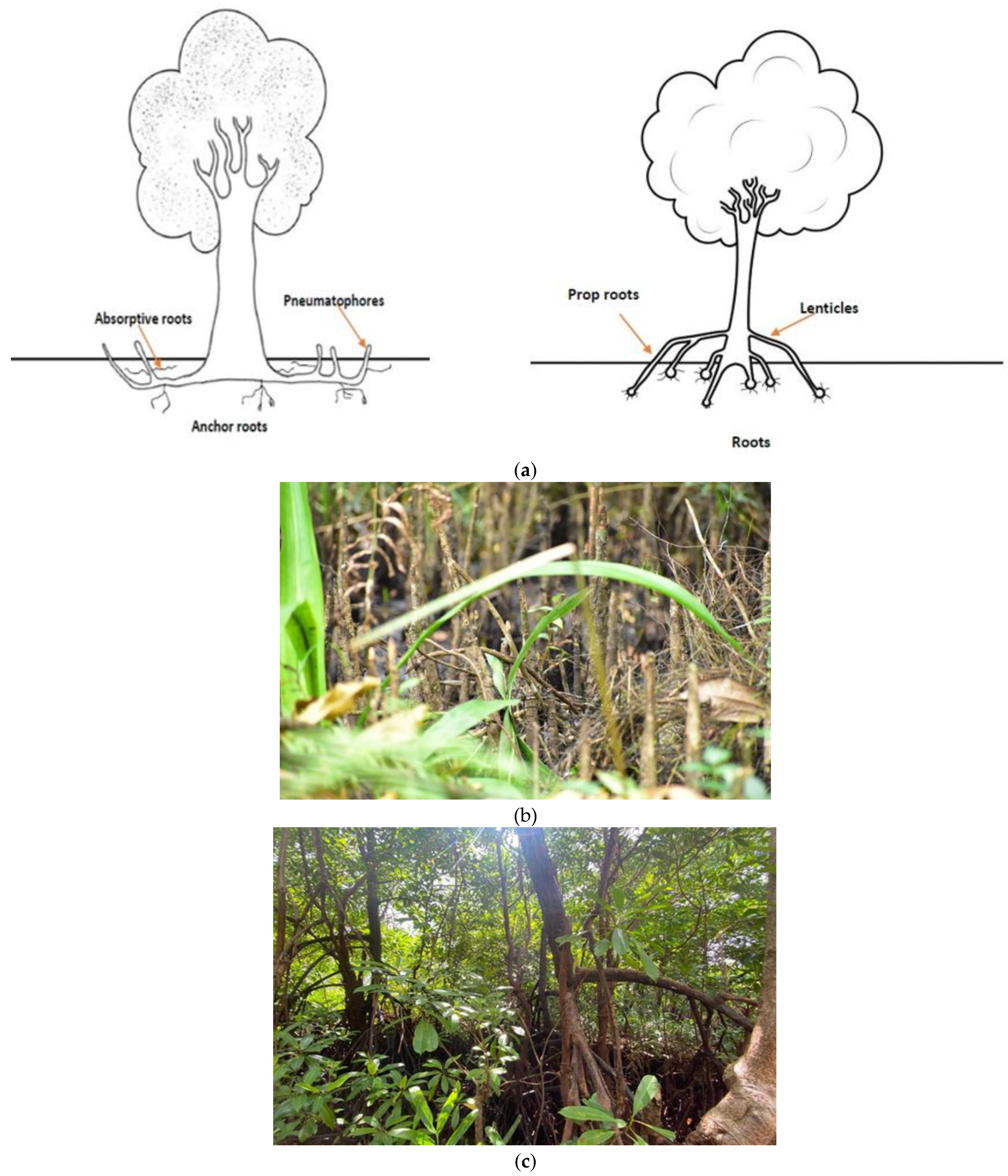 Phycology 03 00007 g001