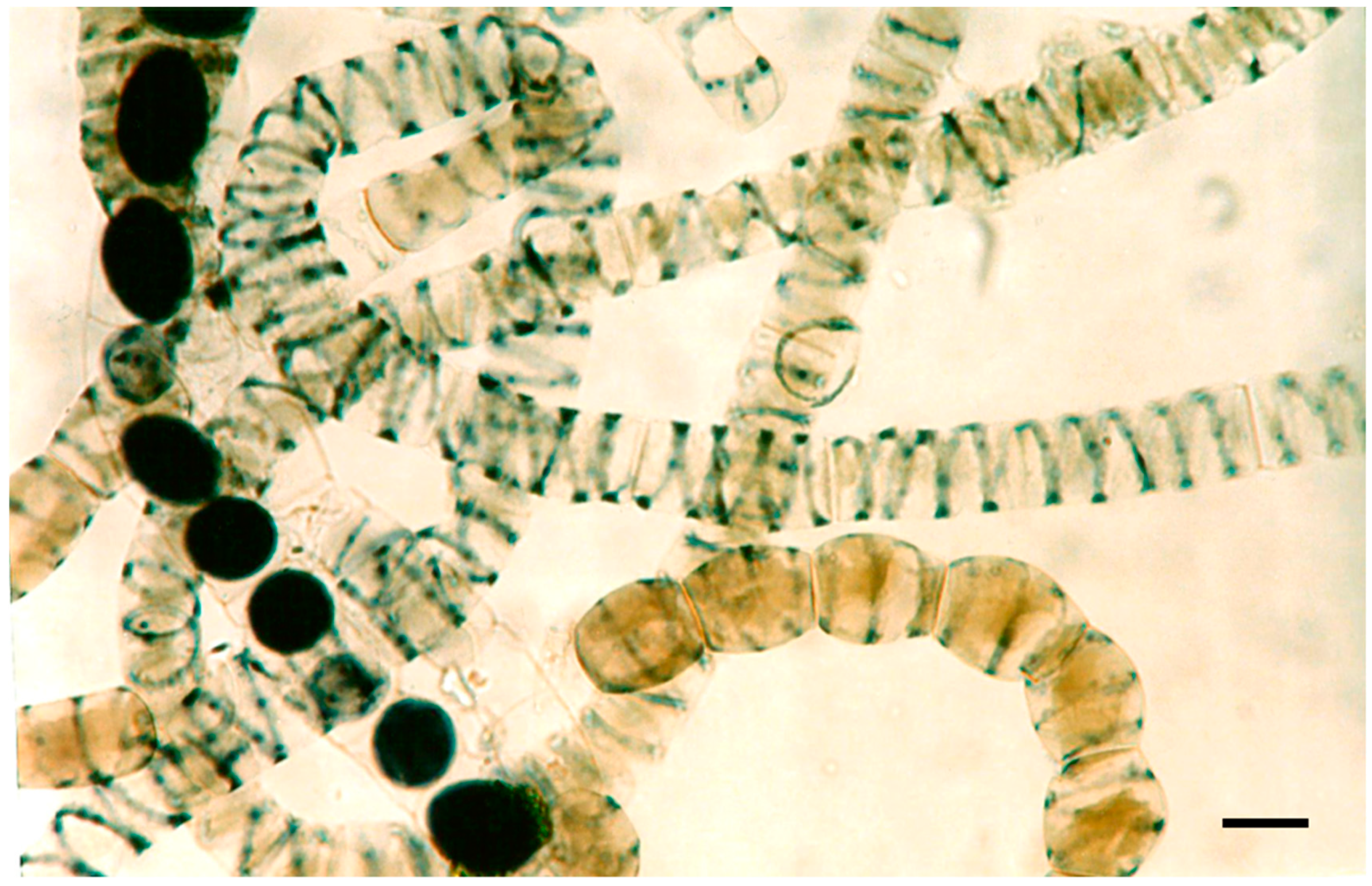 Phycology 03 00012 g001 Phycology 03 00012 g001