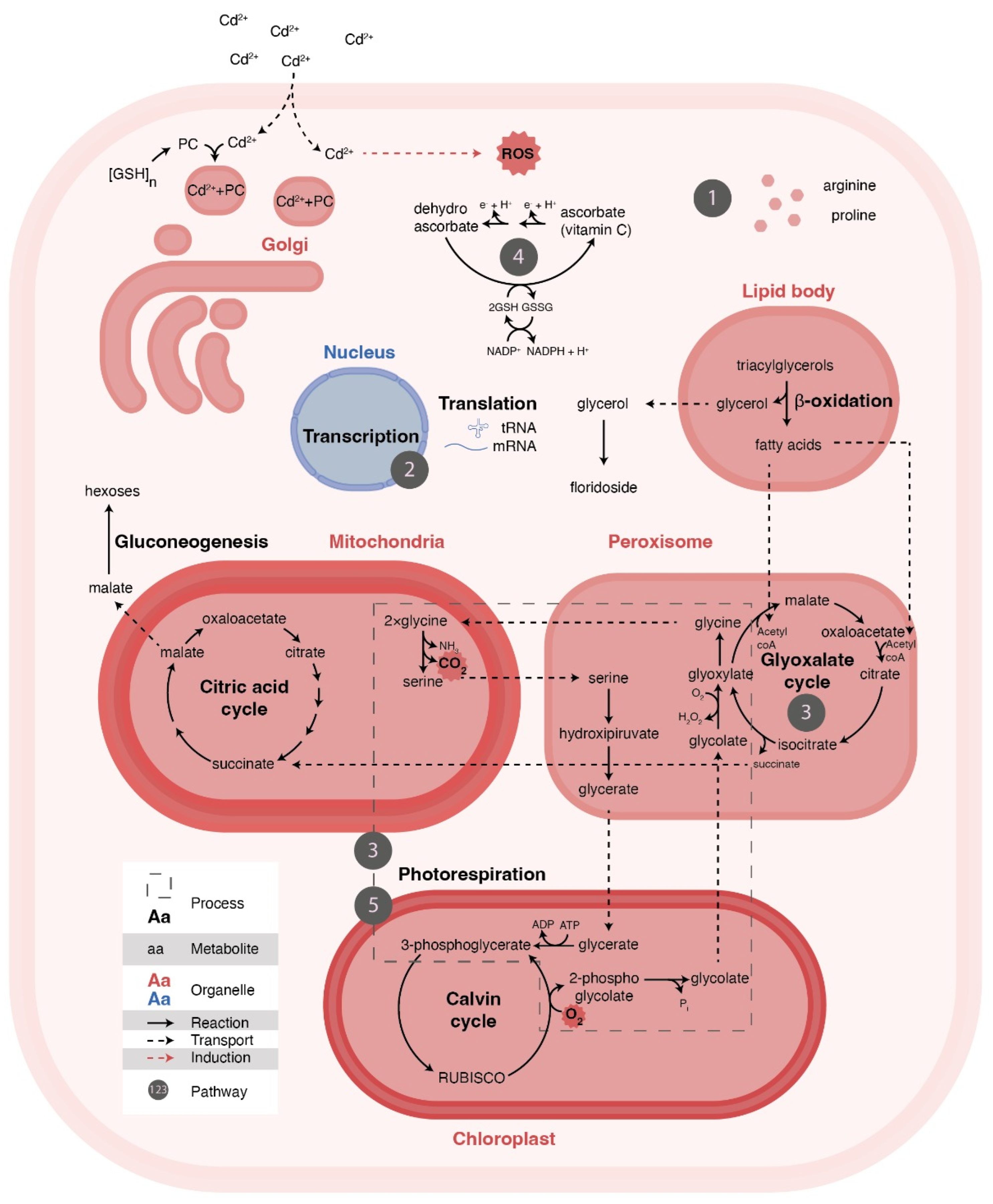 Phycology 03 00016 g005