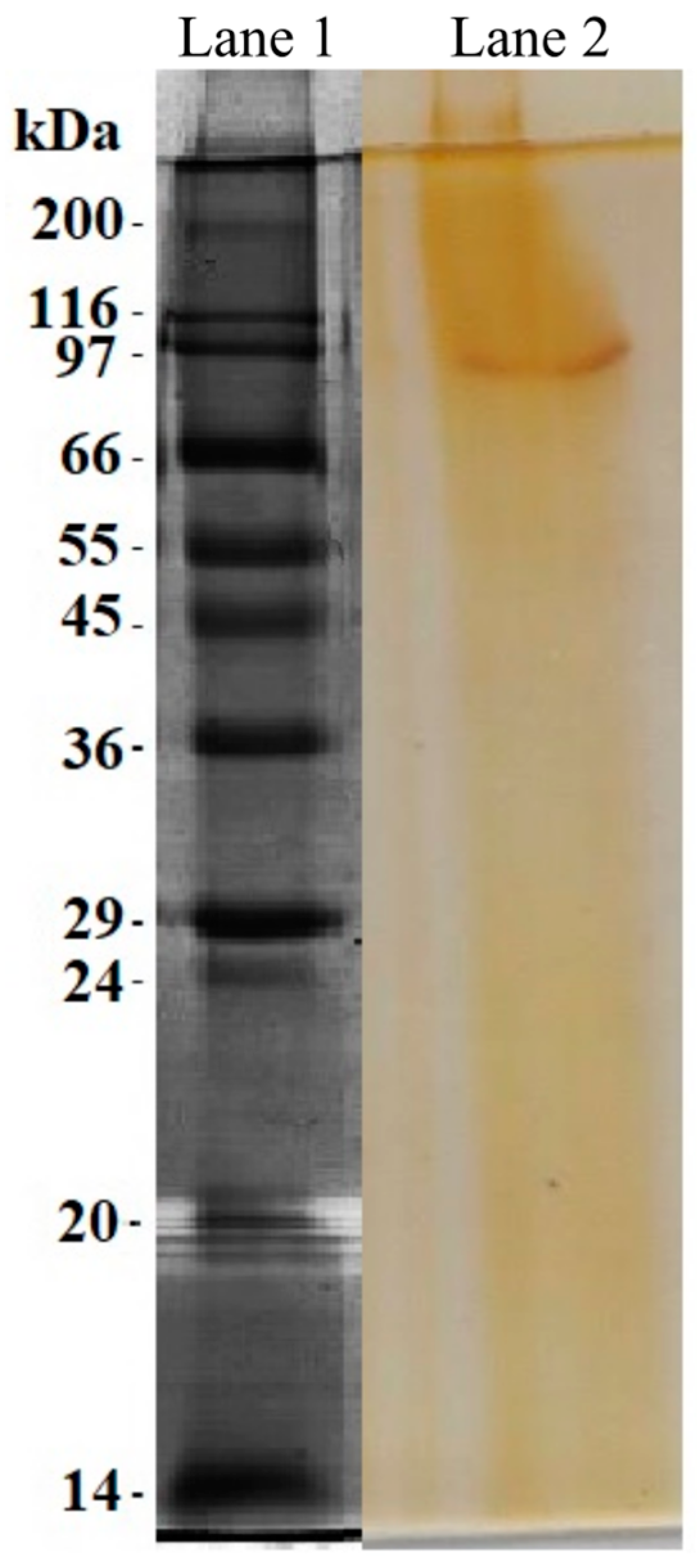 Phycology 03 00029 g004