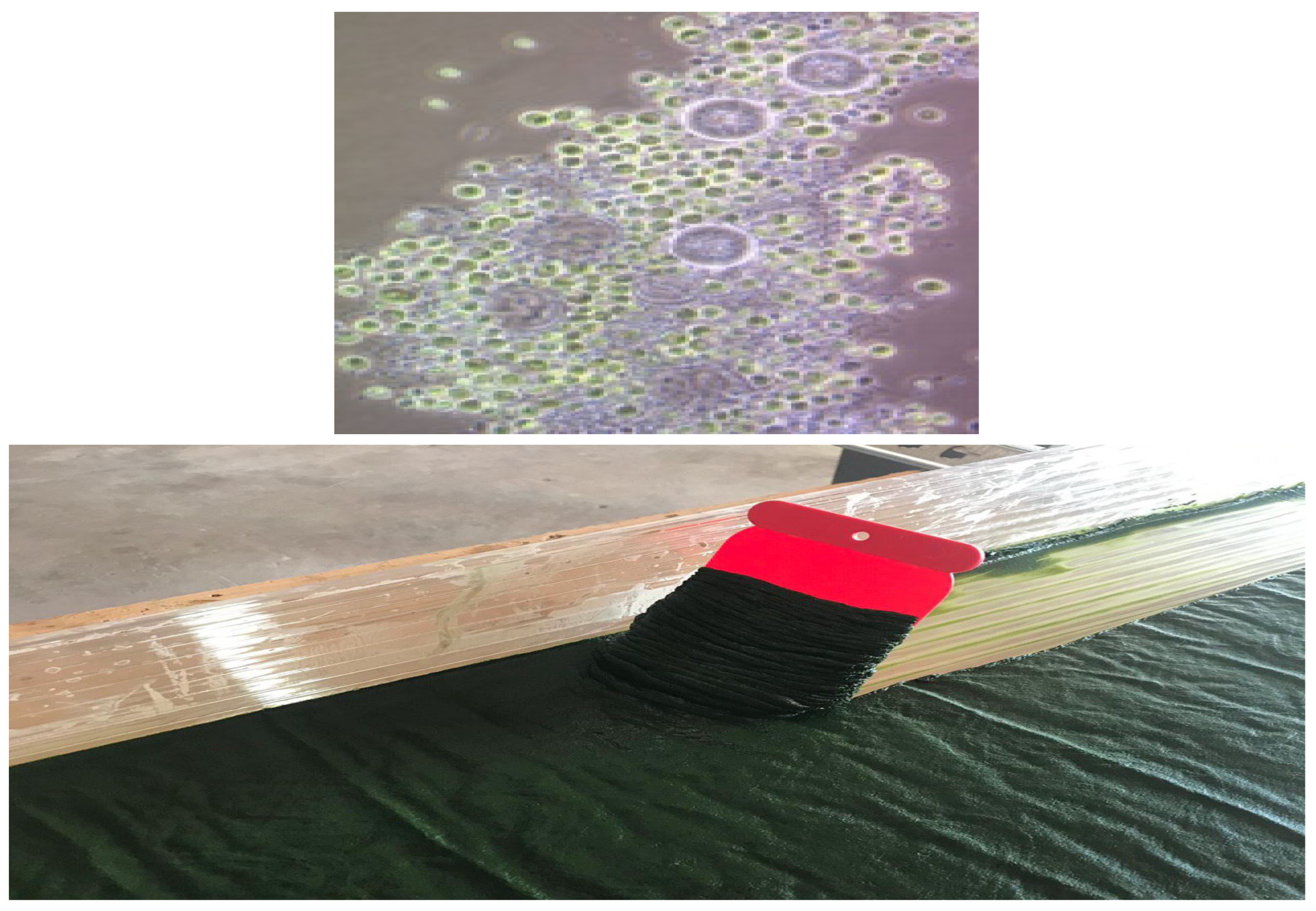 Phycology 03 00031 g003