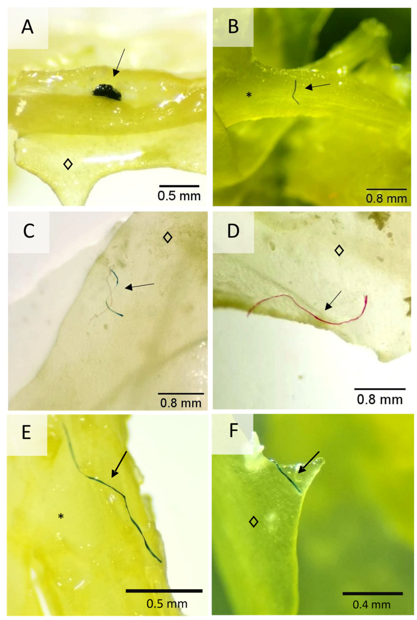 Phycology 04 00008 g007