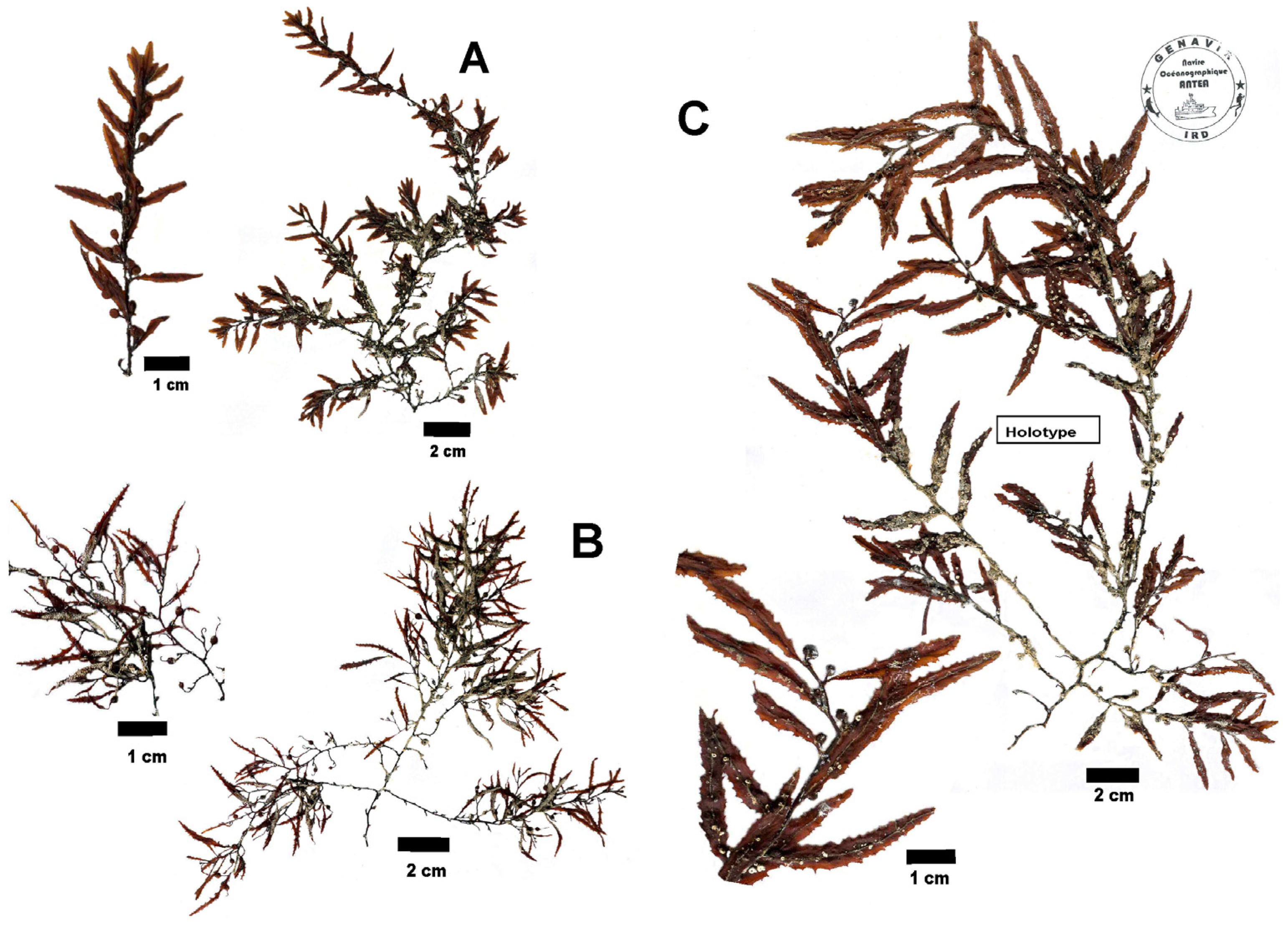 Phycology 04 00014 g003