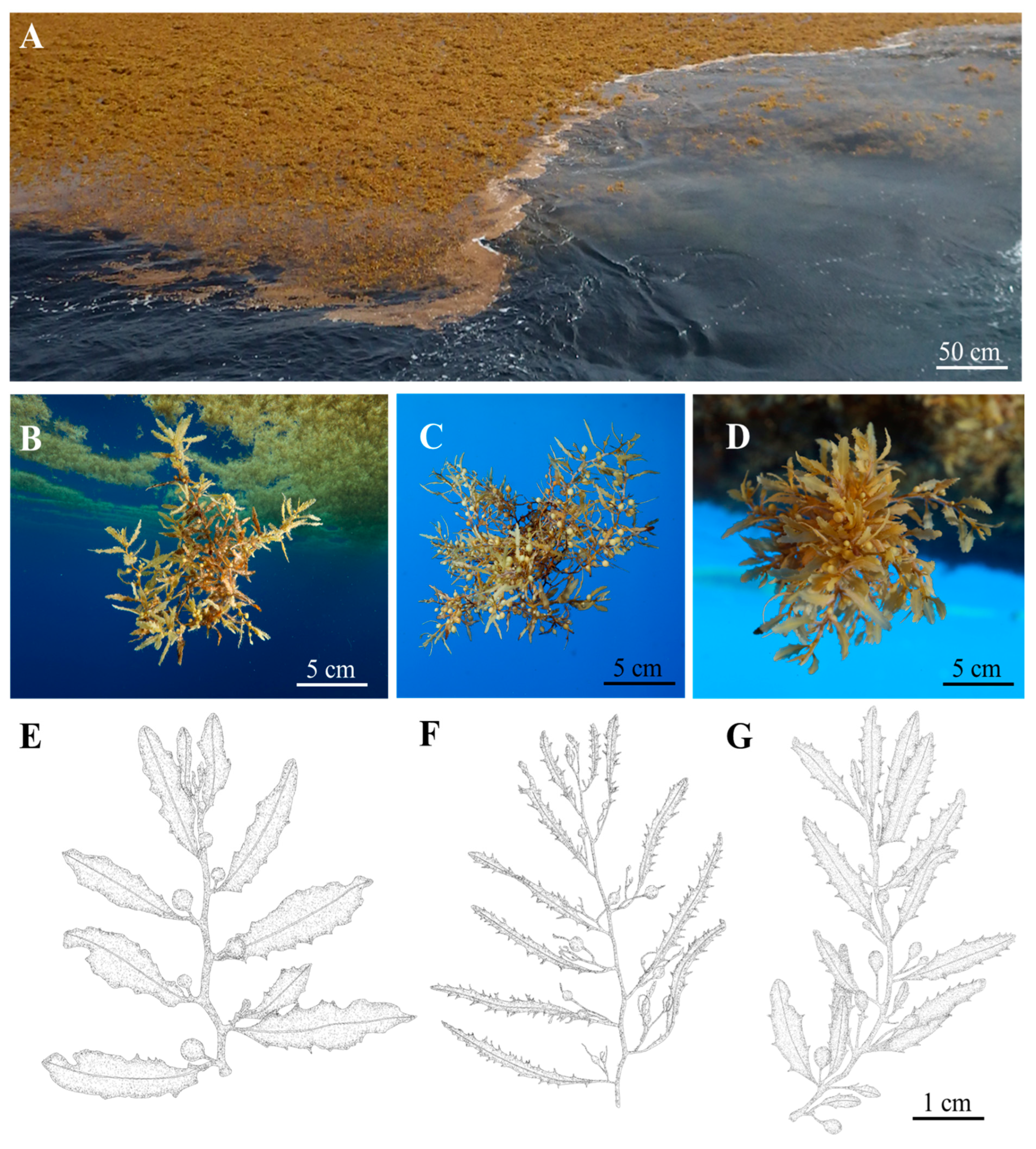 Phycology 04 00018 g001