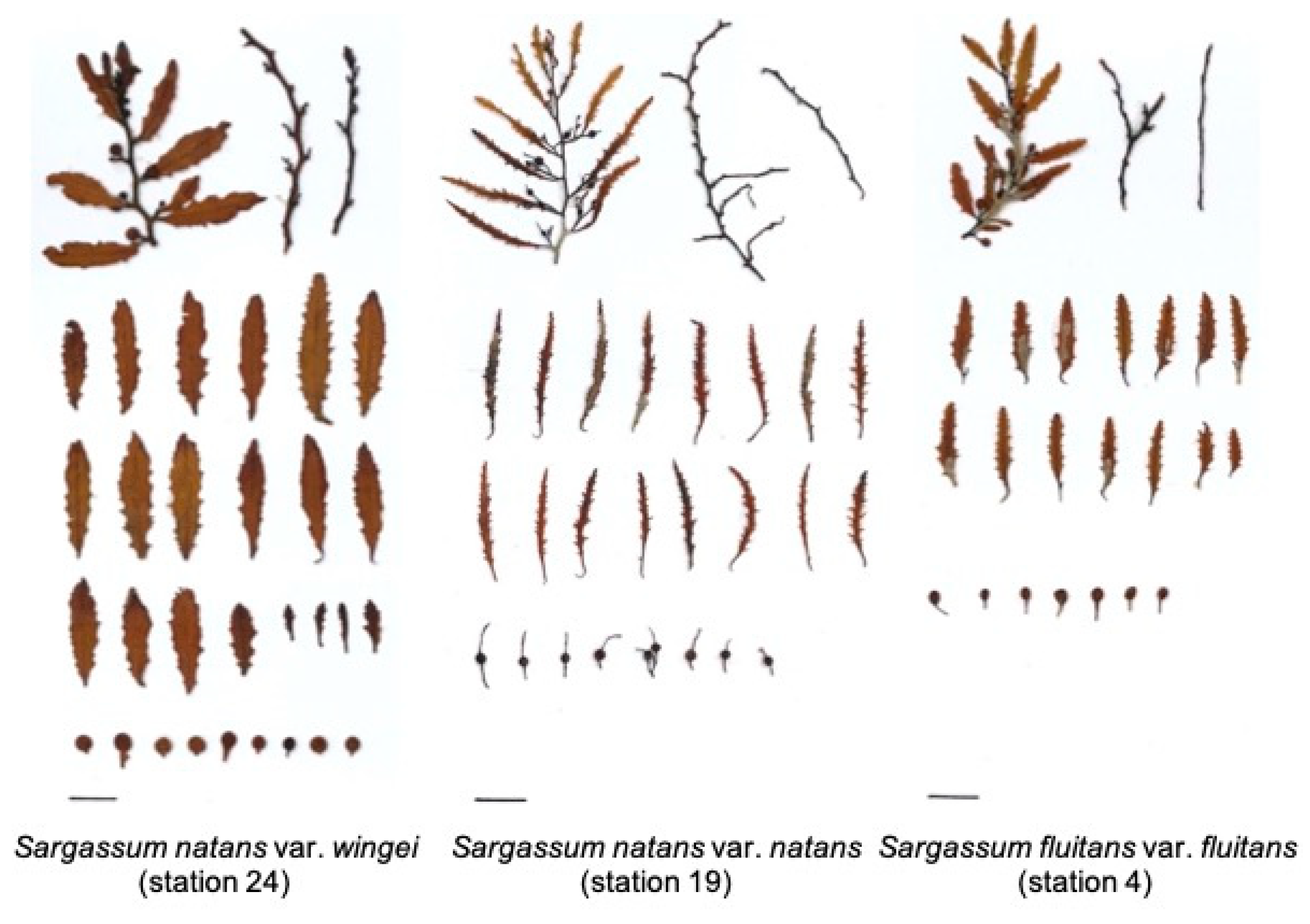 Phycology 04 00018 g007