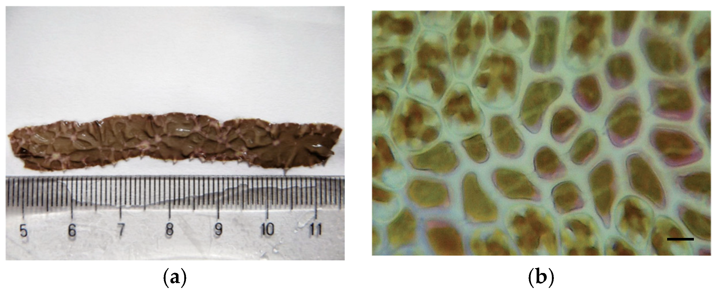 Phycology 04 00026 g001