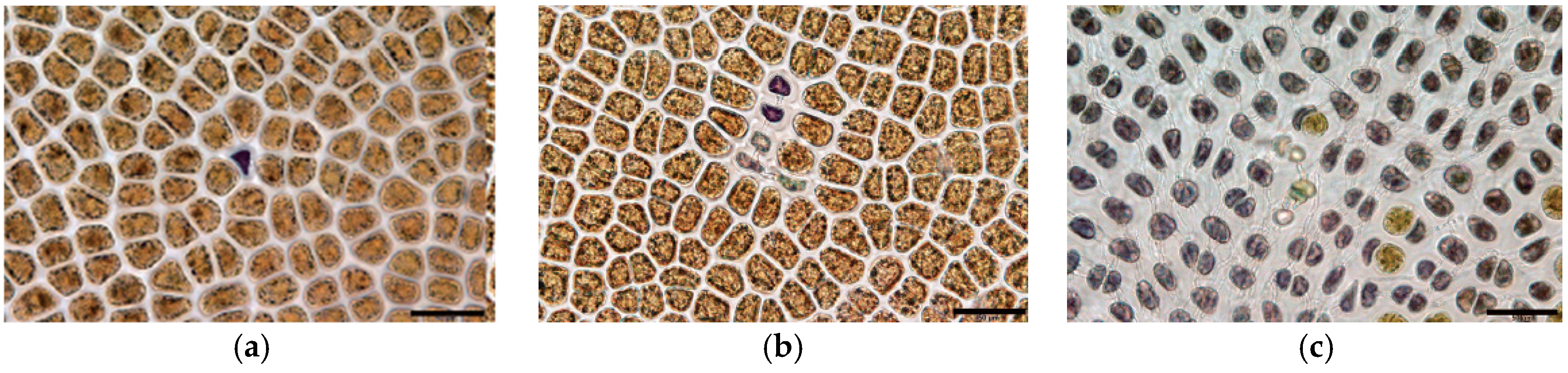 Phycology 04 00026 g003